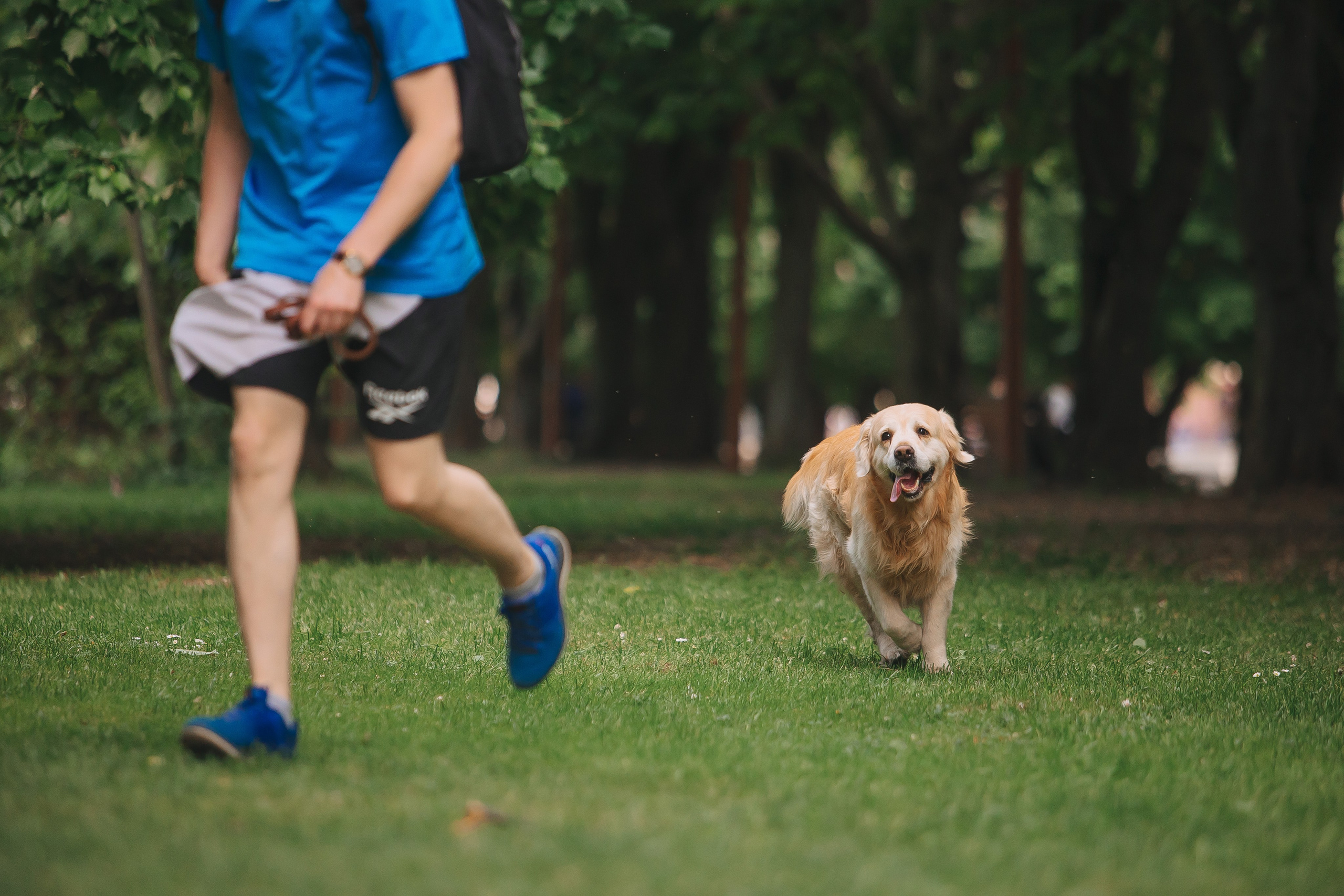 Золотистый ретривер Кант, Калининград. Свадебный и женский фотограф