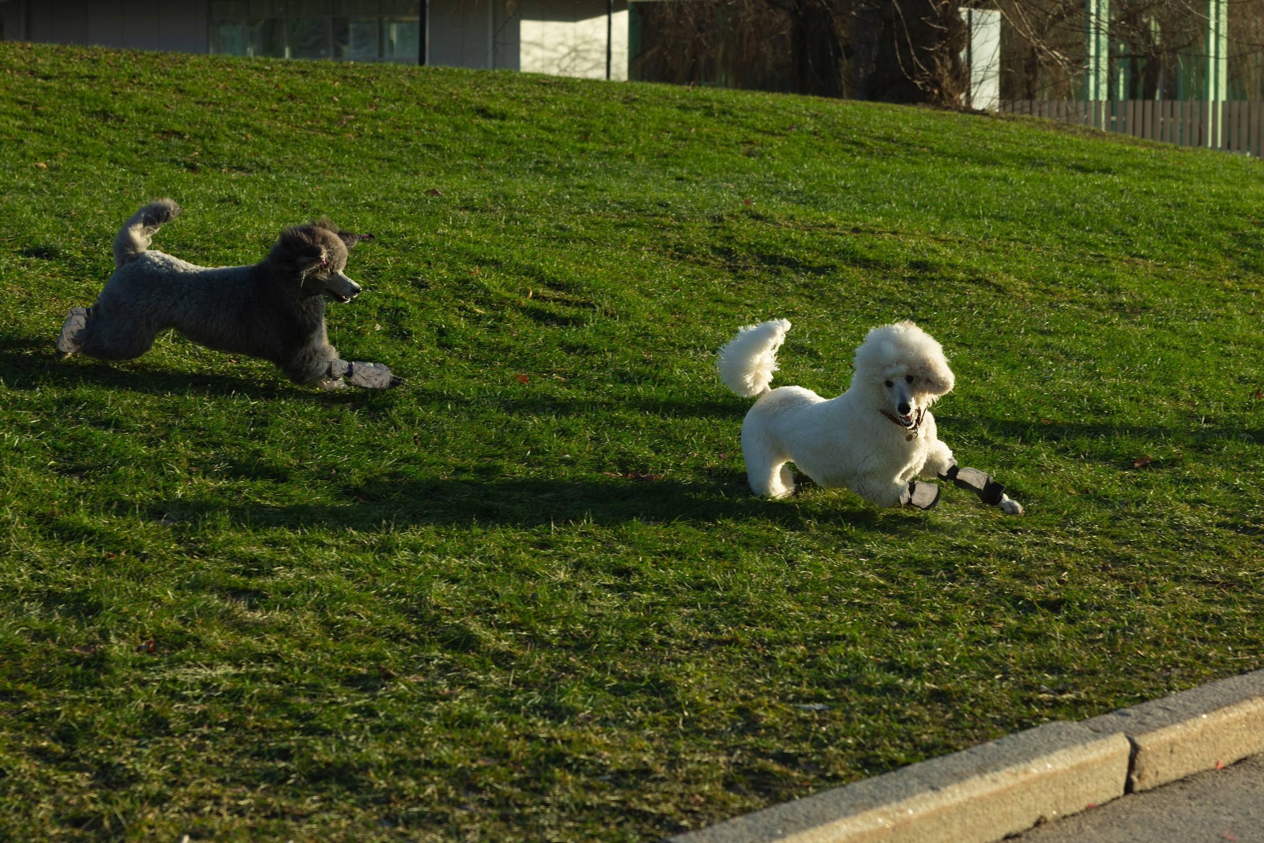 Клуб грумеров (прогулка и семинары). Виктория Зудина — фотограф в Москве