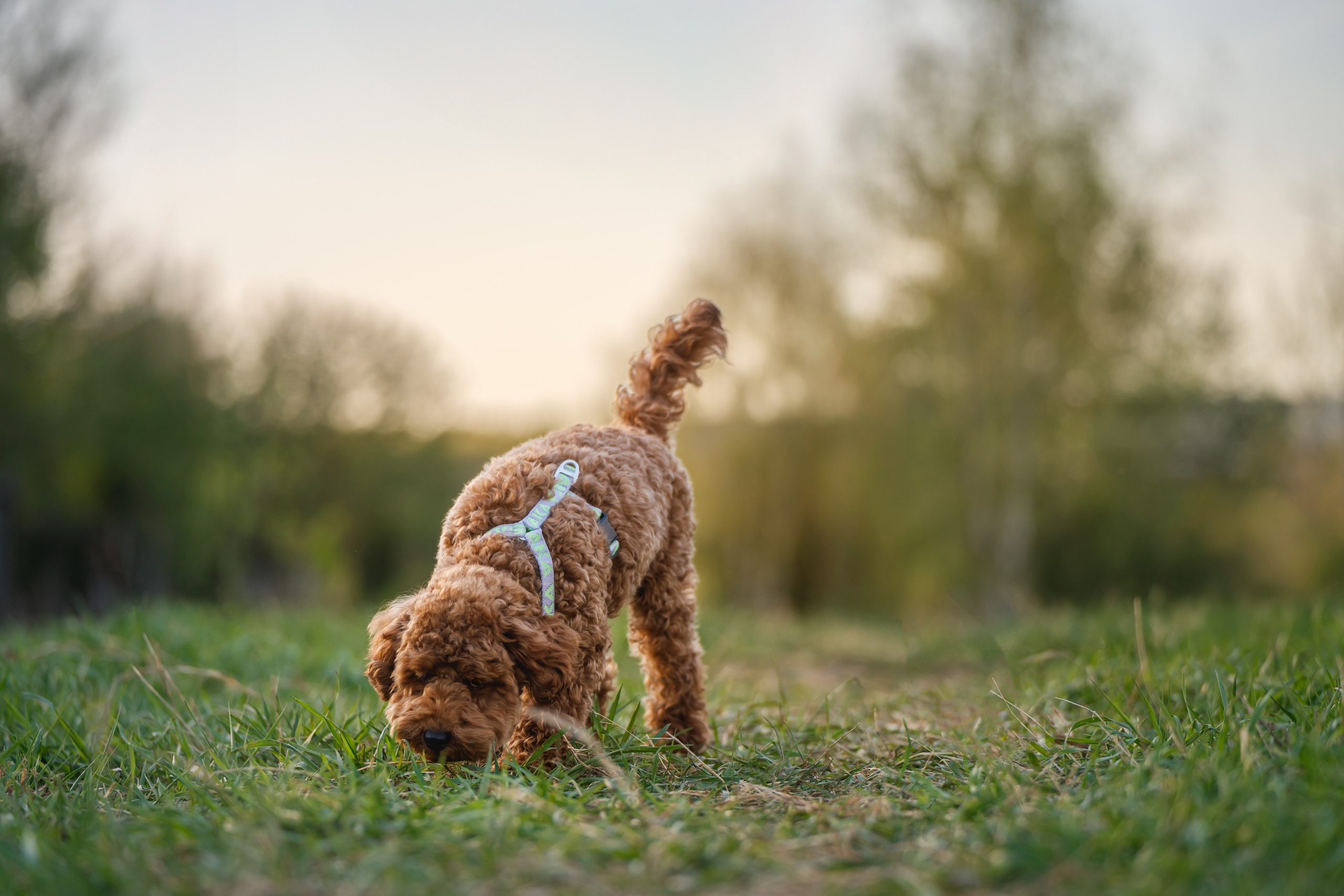 Пудель на закате. Фотограф Анималист в Москве Анастасия Жучкова