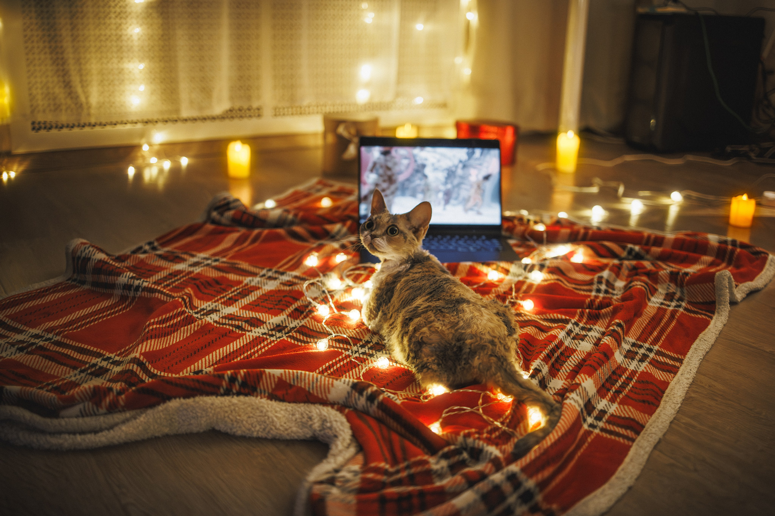 Домашняя новогодняя. Фотограф Анималист в Москве Анастасия Жучкова