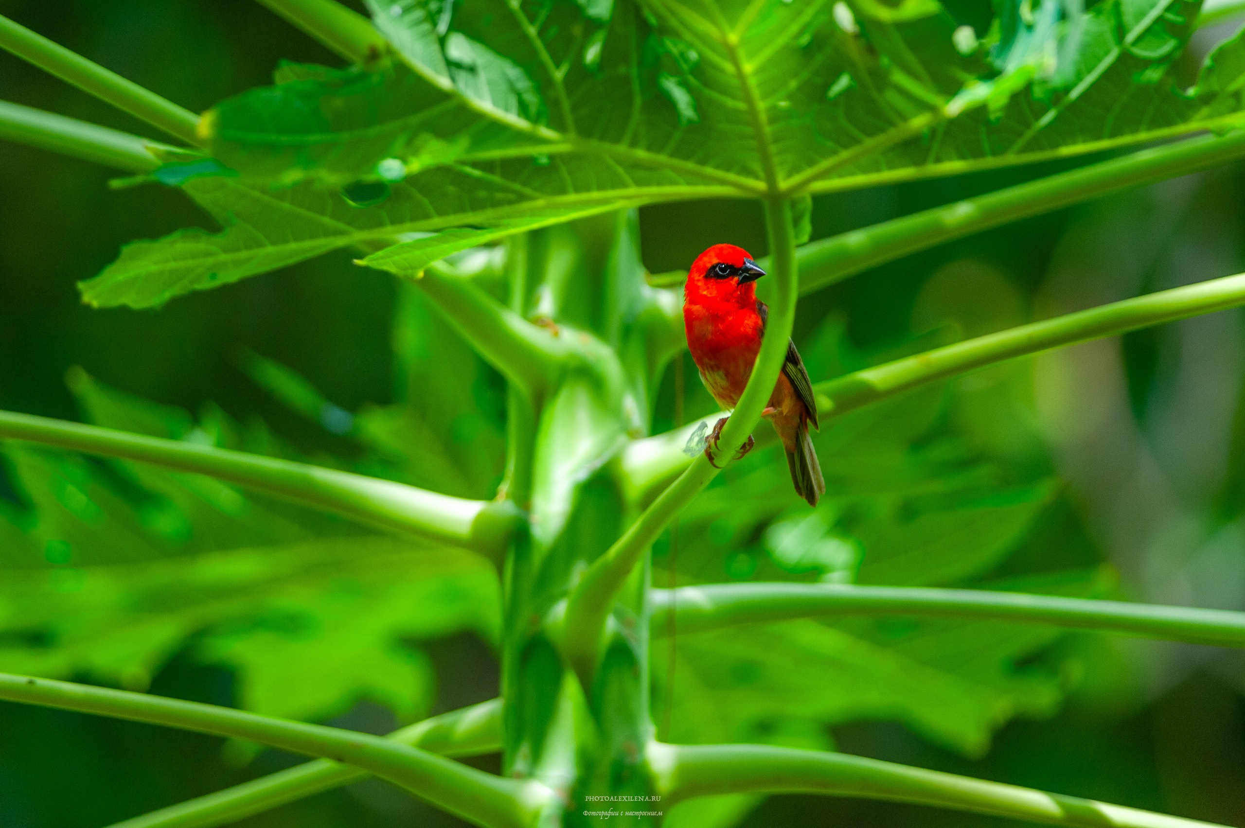 Все оттенки зелёного. Авторские стильные фотокартины