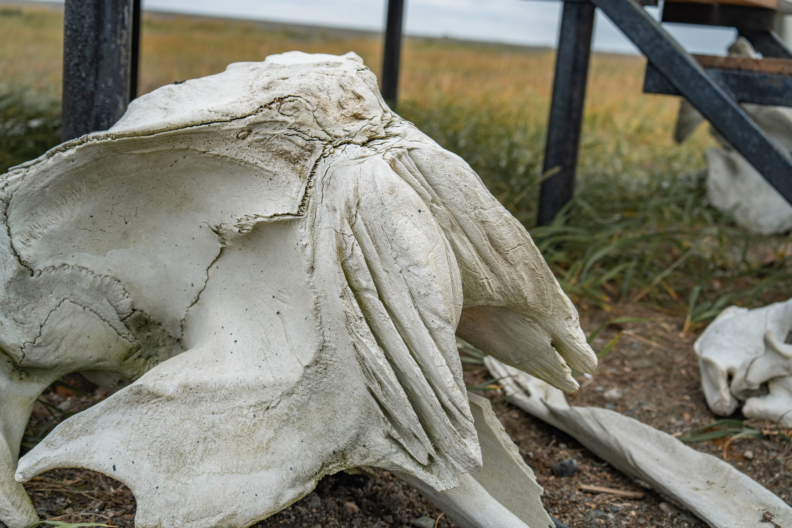 Чукотка. Gusarov Travel Photography