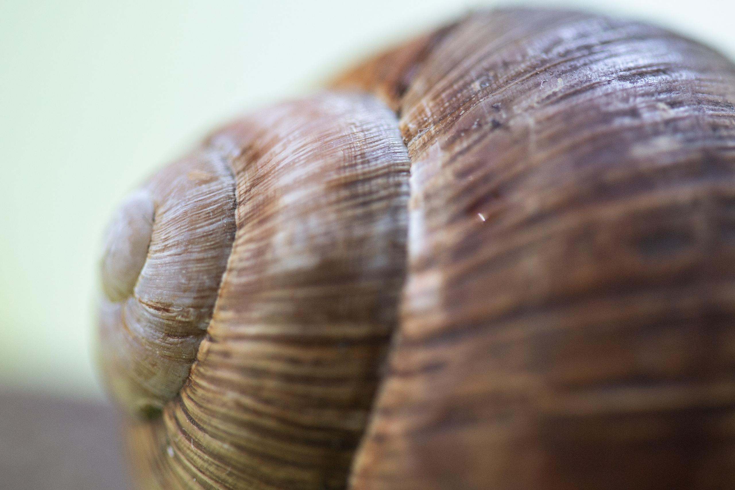 Фото Животных. Студия Максима Белослюдцева