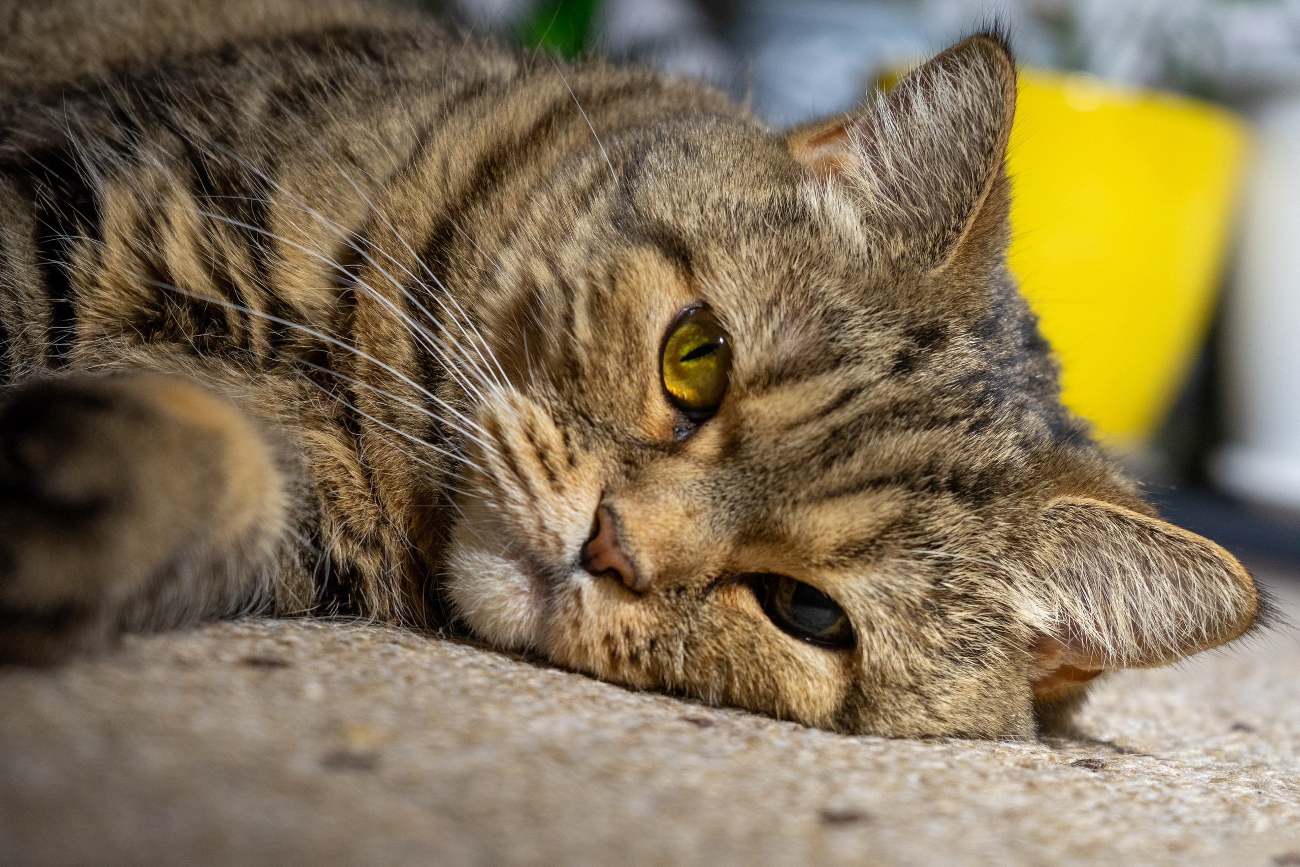 Семейные съемки. Фотограф из Чистополя