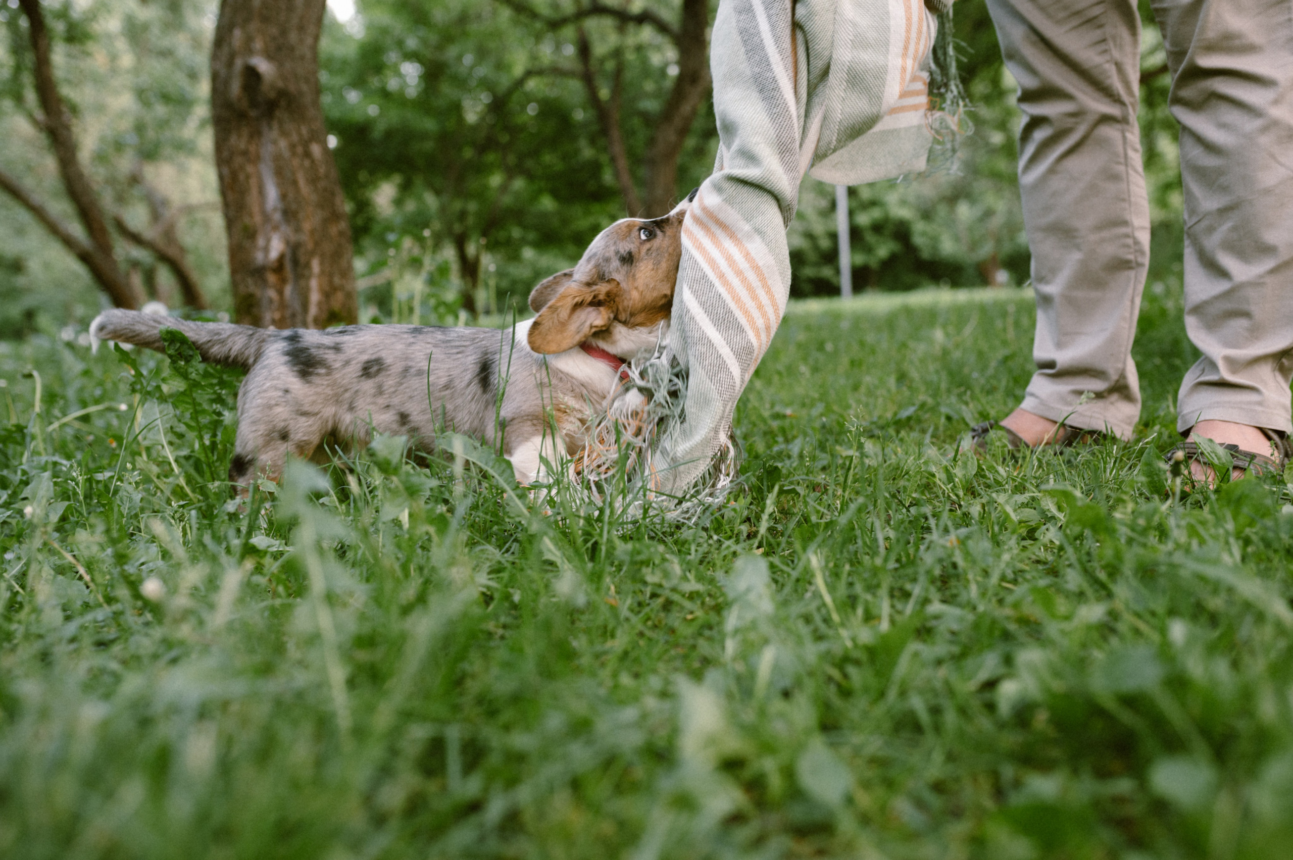 Настя и её семья. Фотограф анималист в Москве Ольга Агушева