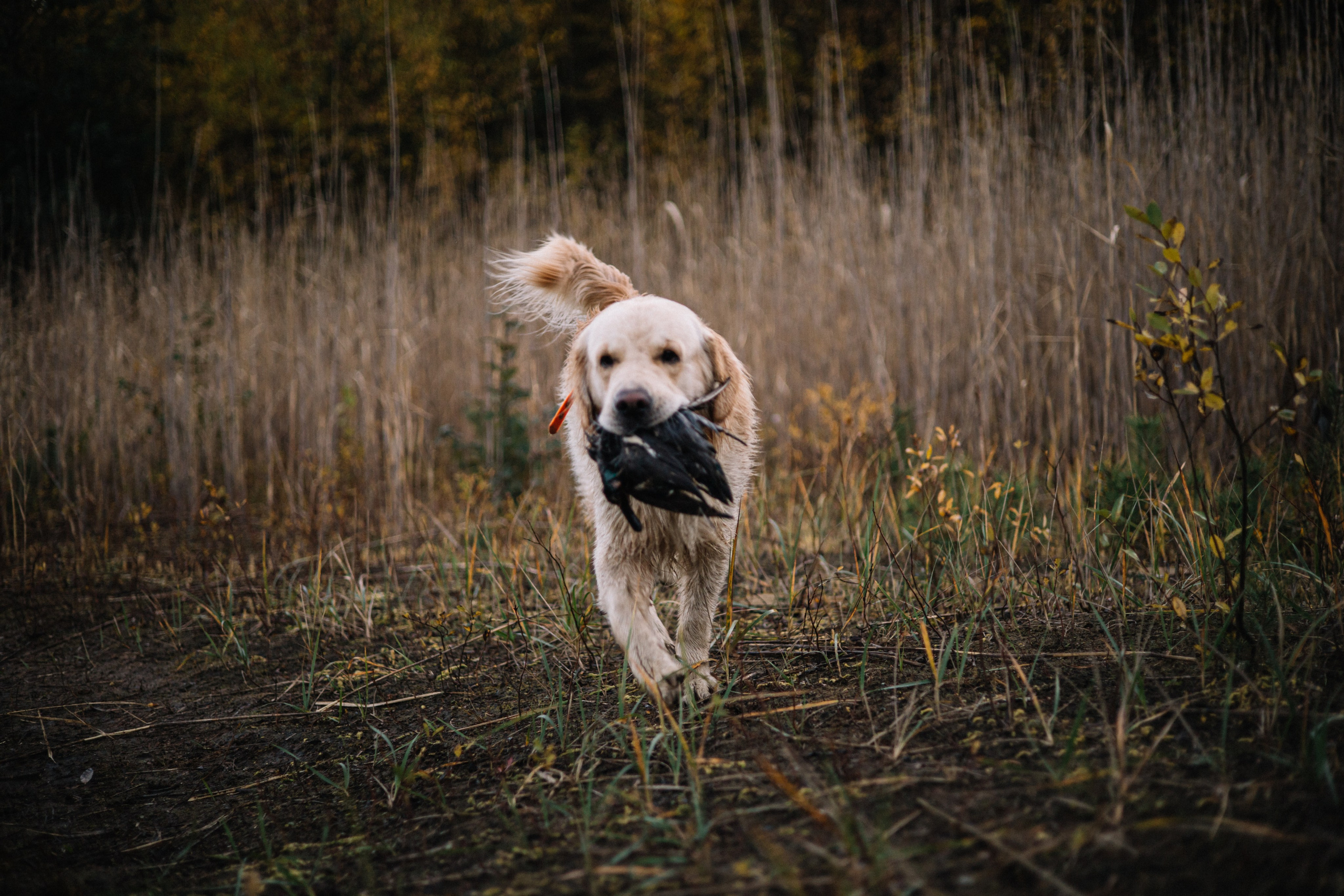 Для охотника