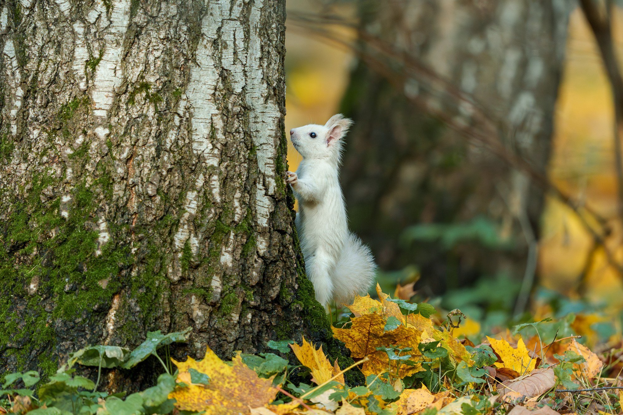 Животные. Ваш личный фотограф Марина Волкова
