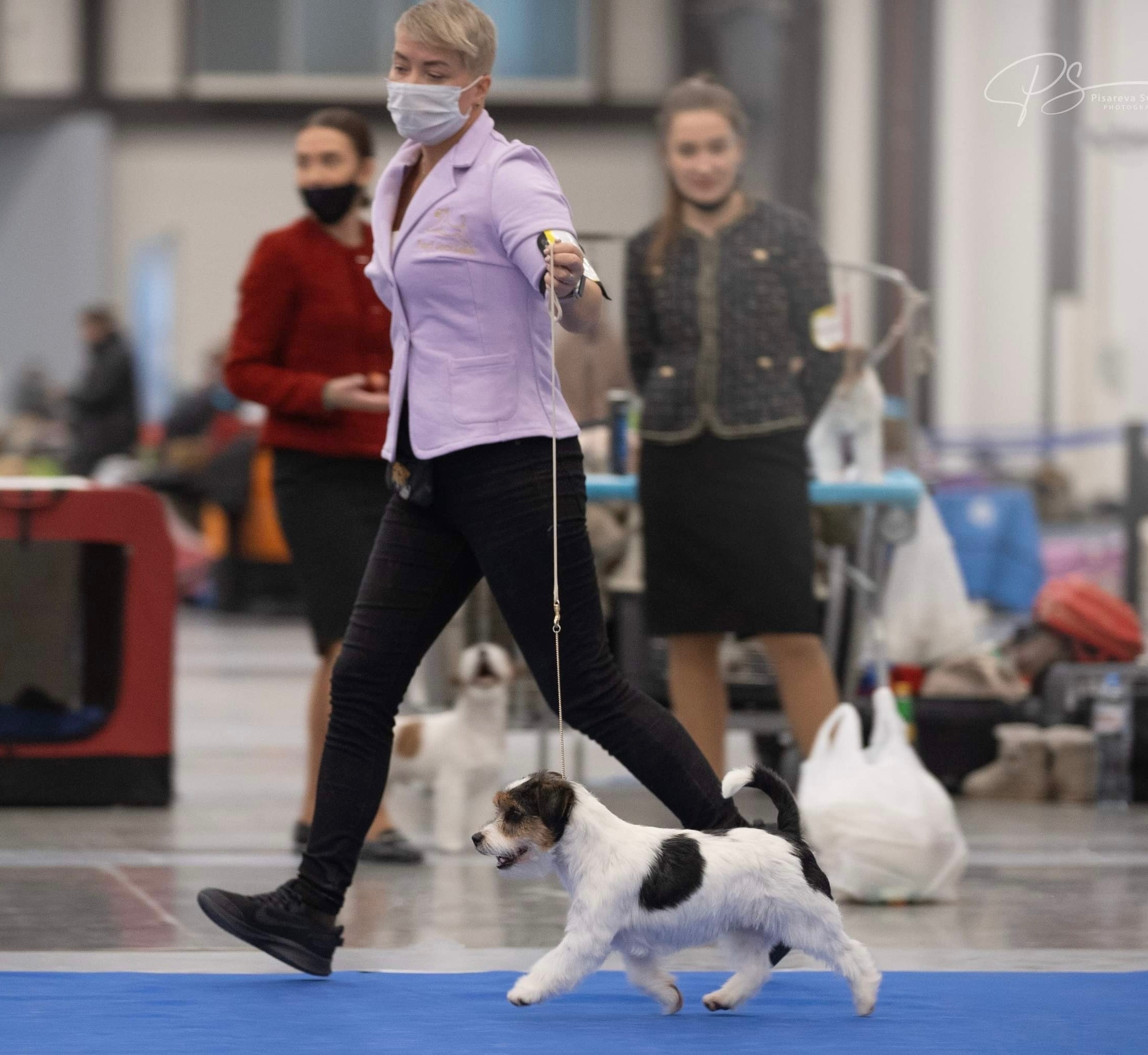 Best Jack Lacoste. Джек Рассел терьер. Санкт-Петербург. Щенки Джек Рассел терьера