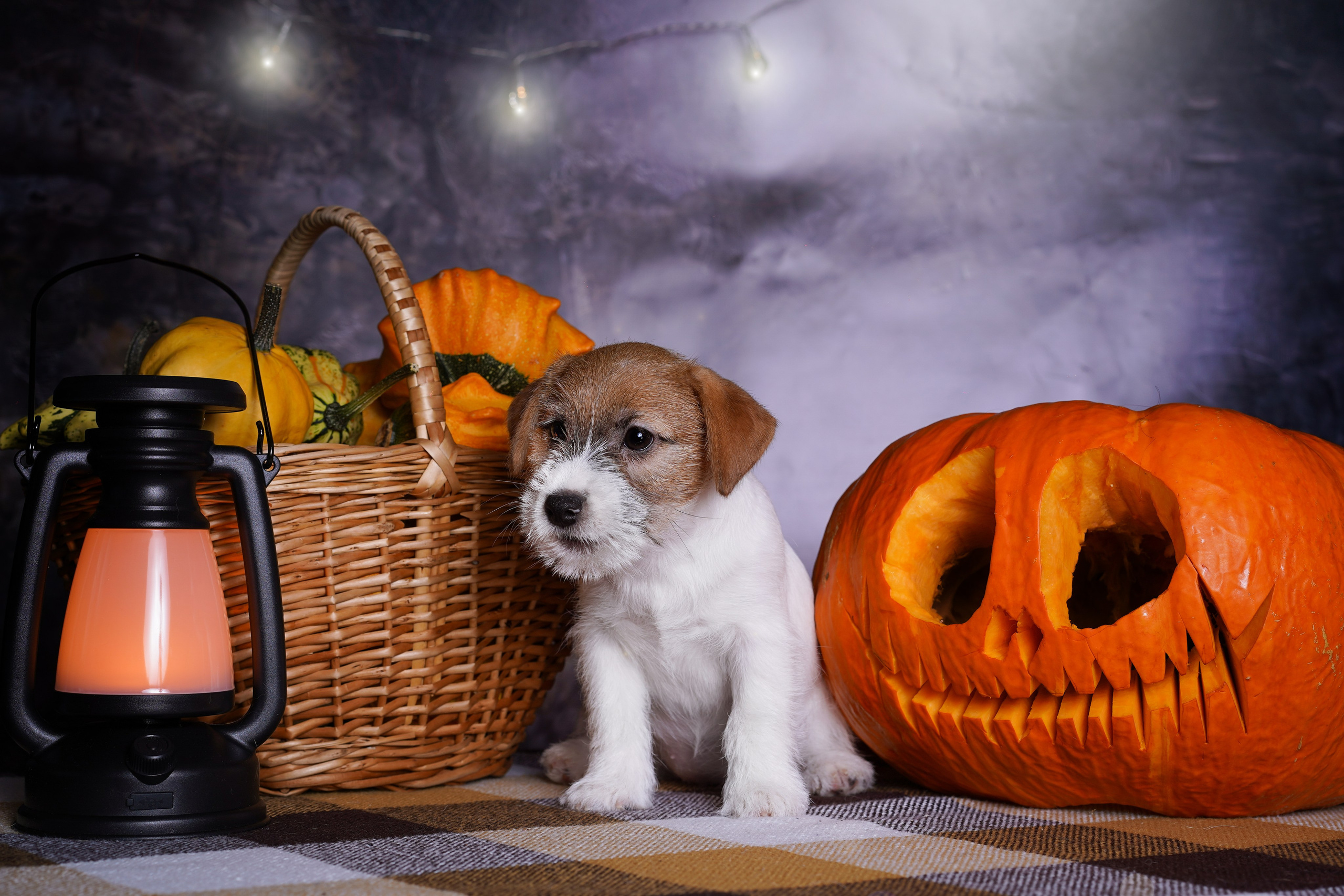 Щенки джек-рассел терьера. Фотограф-анималист в Санкт-Петербурге Яна Мартынова