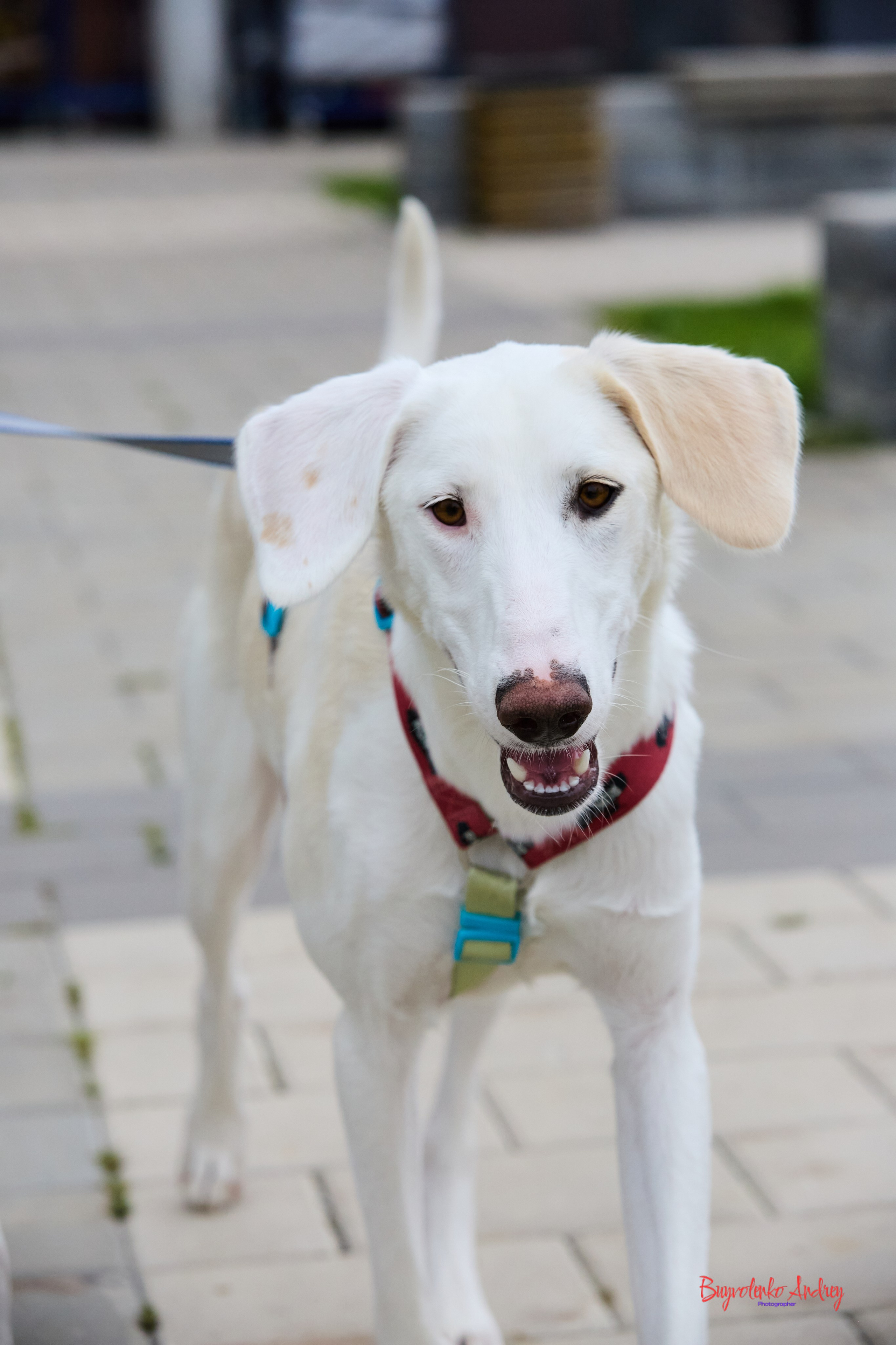 Проект фотопрогулка с хвостиком. Buyvolenko Andrey