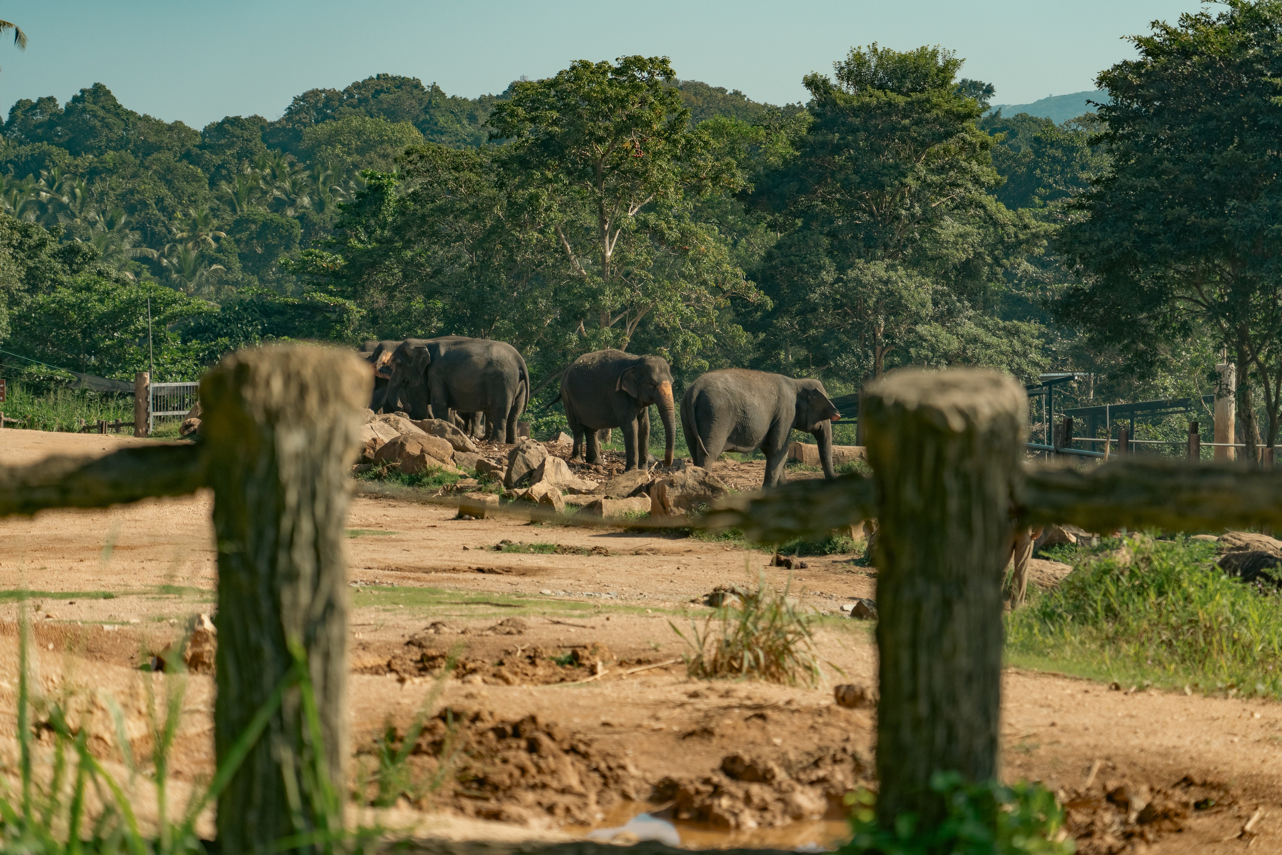 Promo content shooting for Ceylon Forward Tours