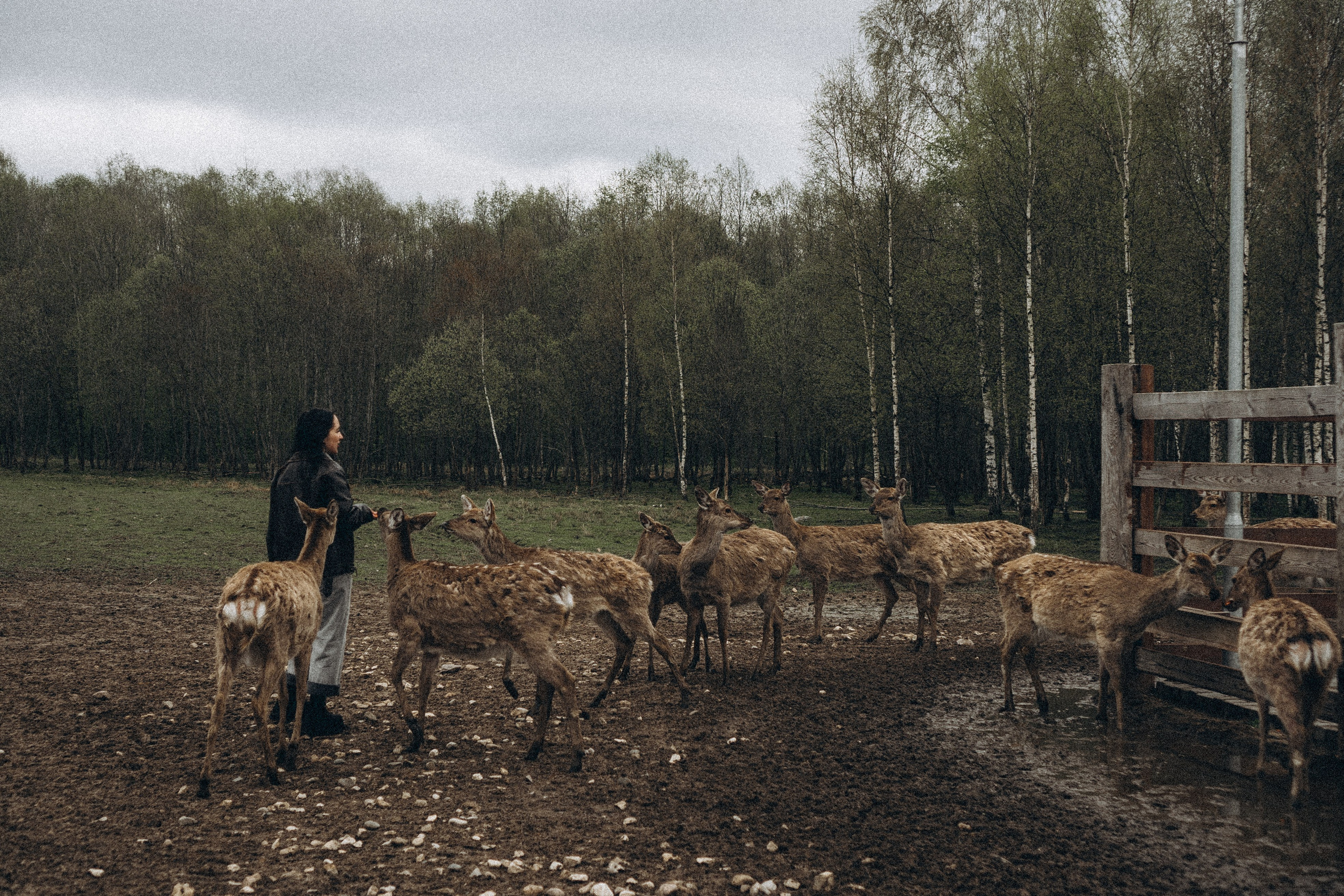 ОЛЕНЬЯ ФЕРМА В ТВЕРИ. Профессиональный фотограф, Санкт-Петербург — Виктория Богомолова