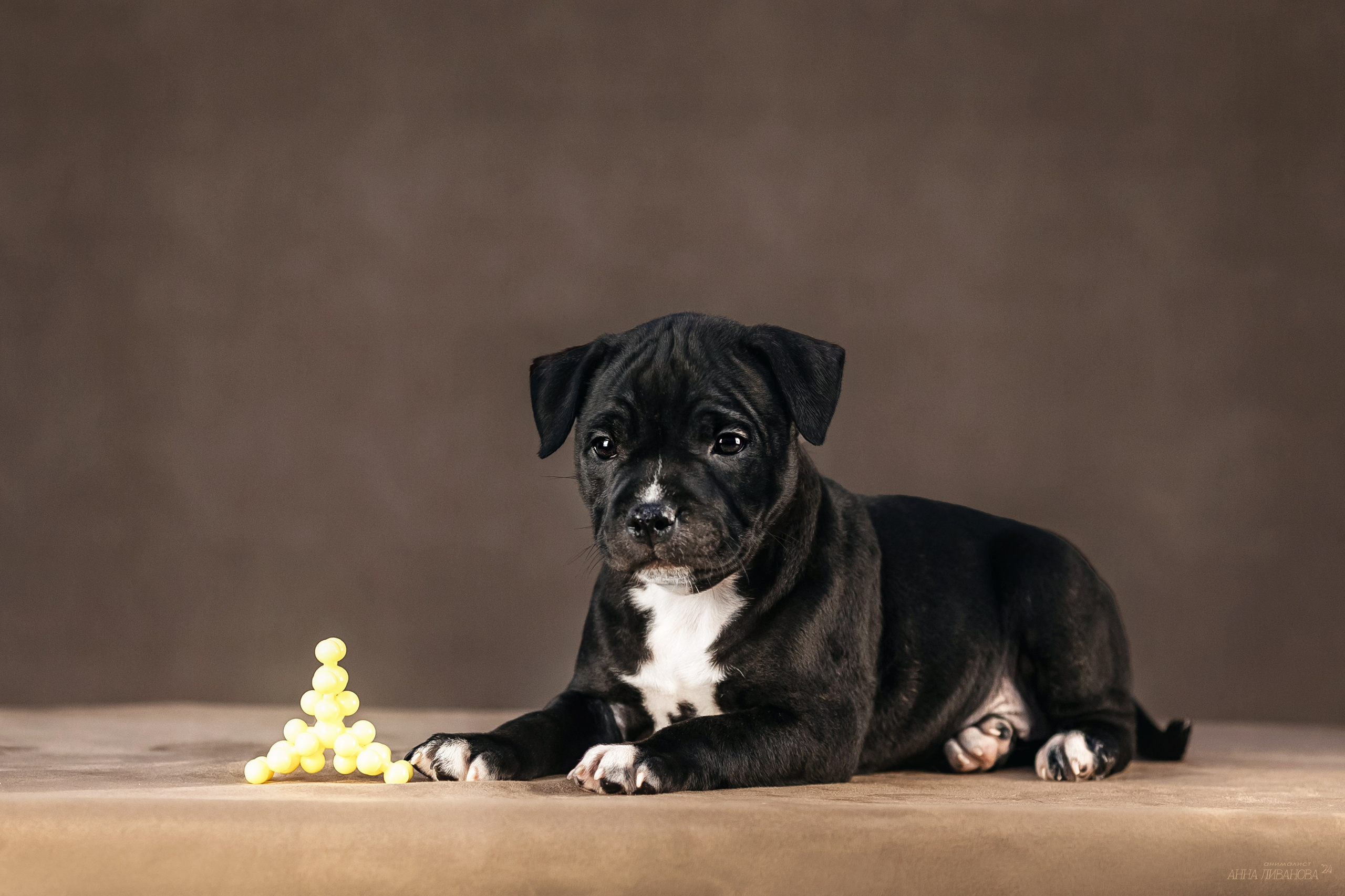 Стаффи. Фотограф анималист Аня Ливанова | Рыбинск