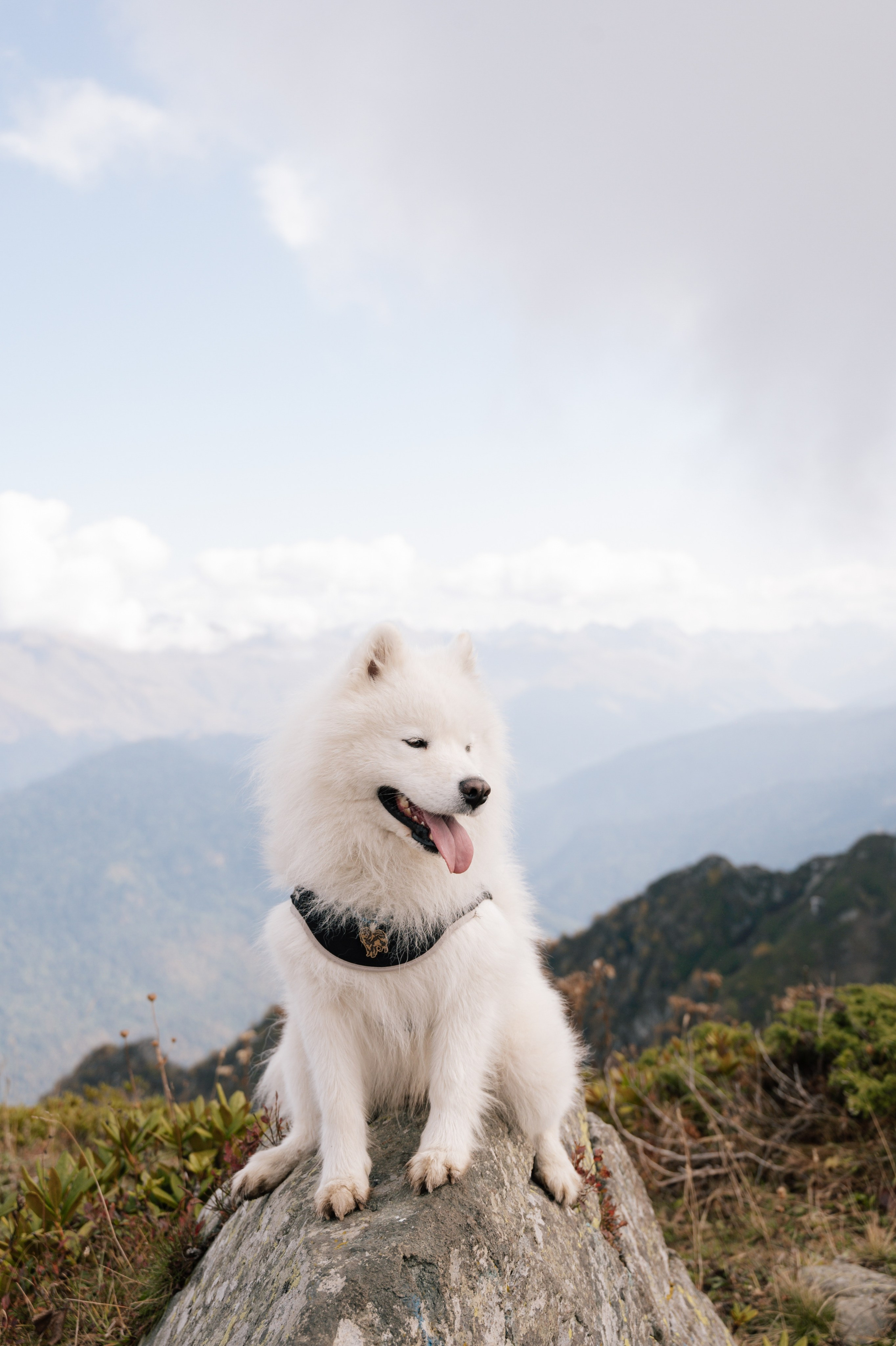 Выше гор только любовь. Свадебный и семейный фотограф Вероника Холод