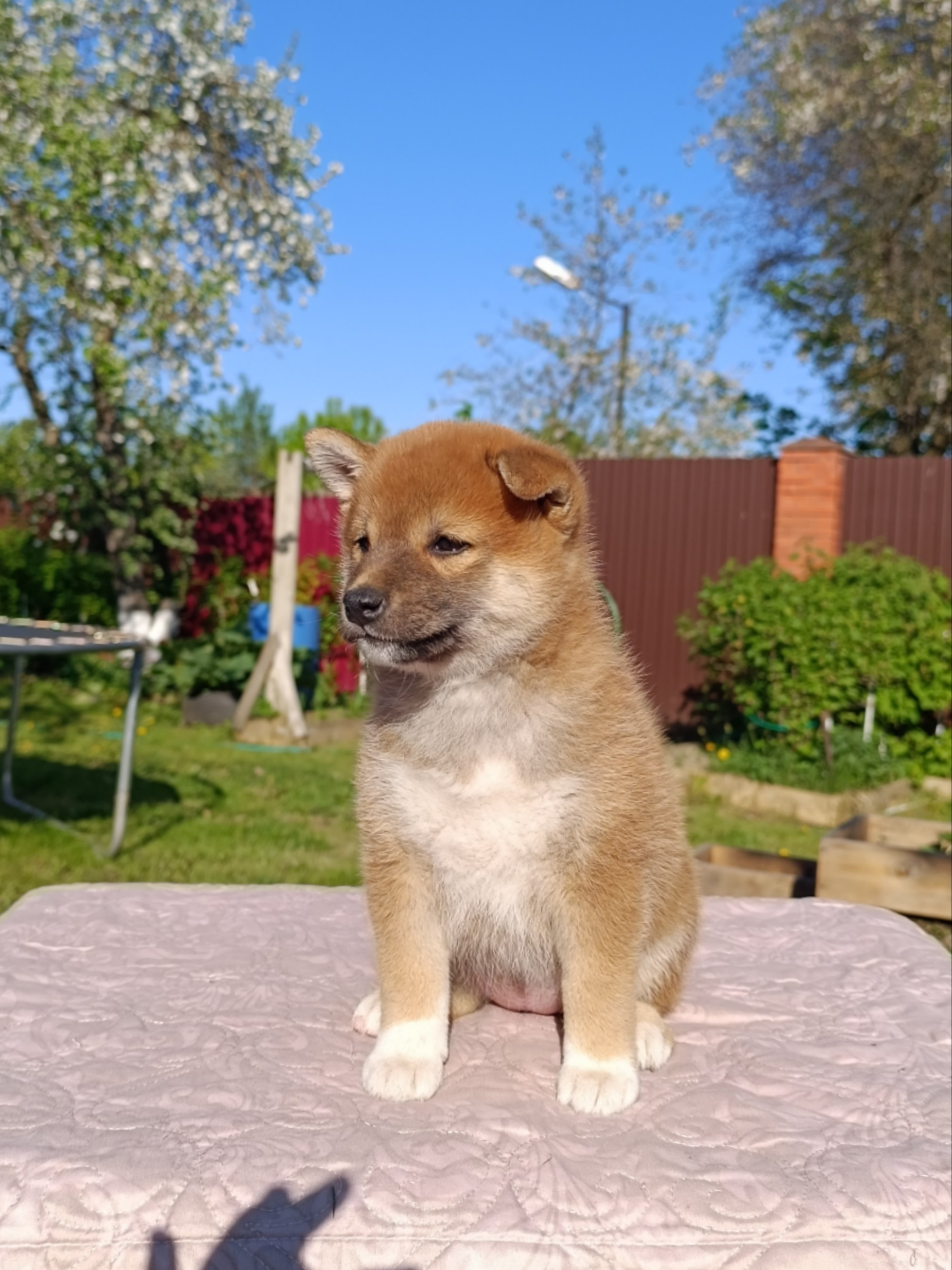 Сиба Rubylight Fumiko питомник Рубилайт