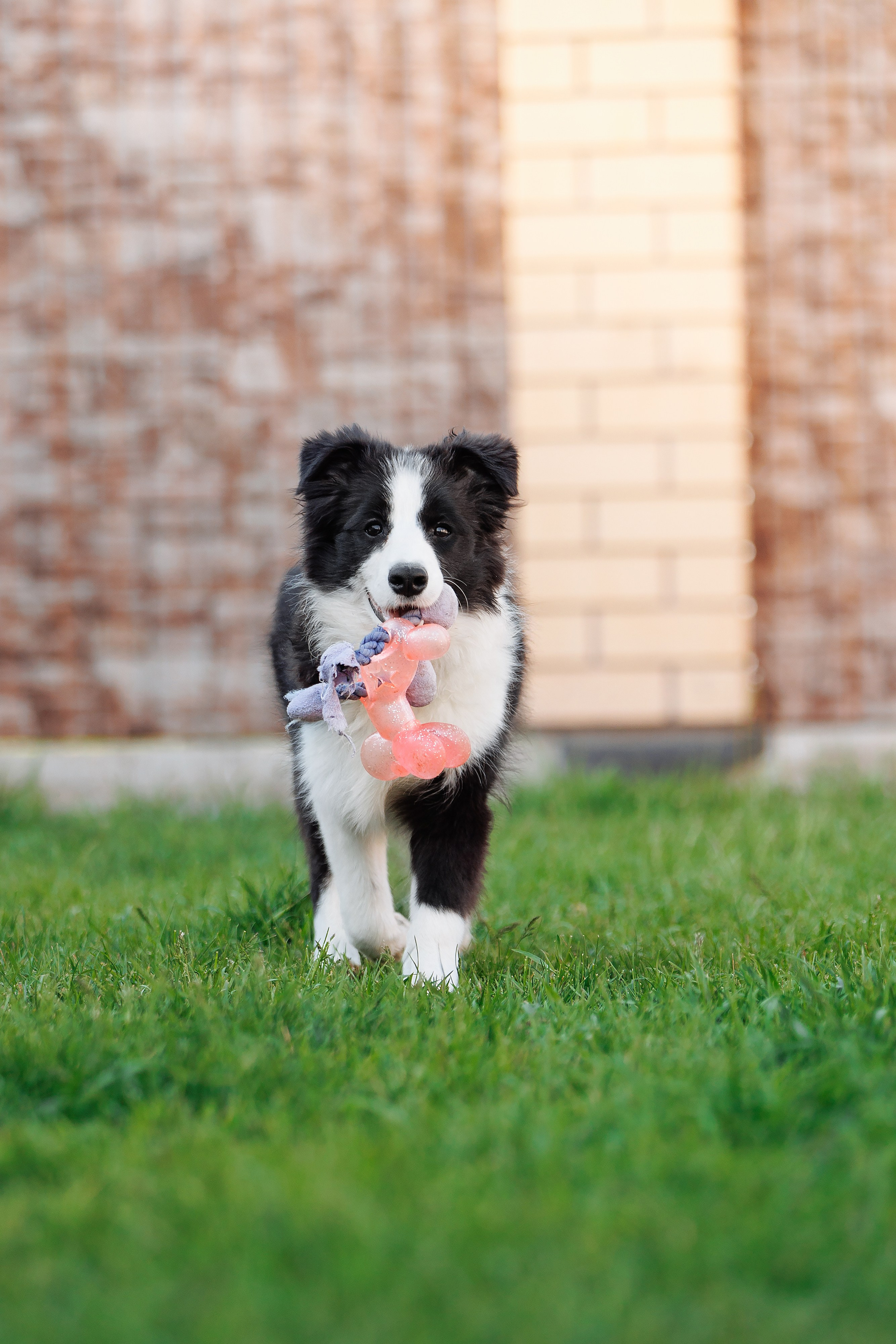 Пушистое. О нас
