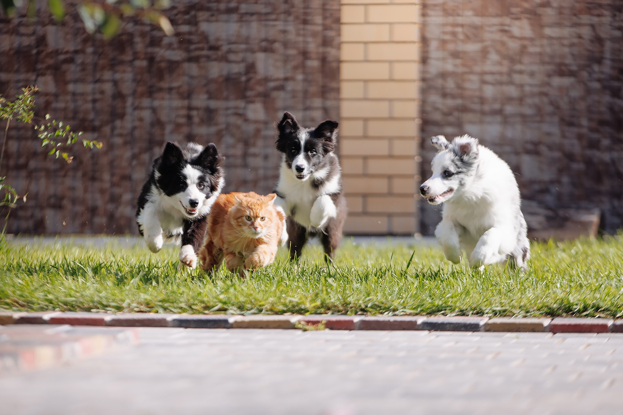 Трава у дома. О нас