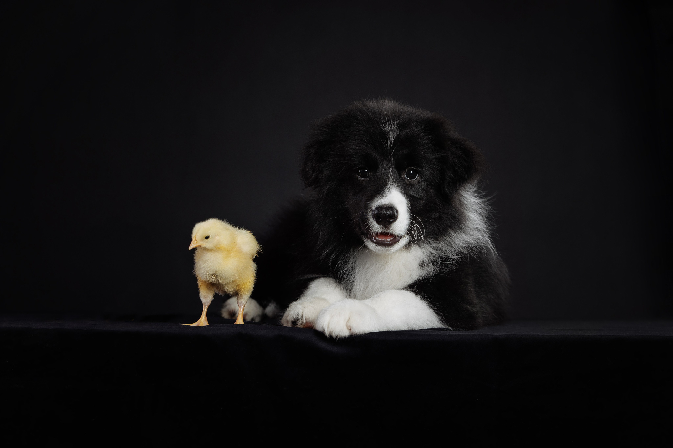 С цыпами. О нас