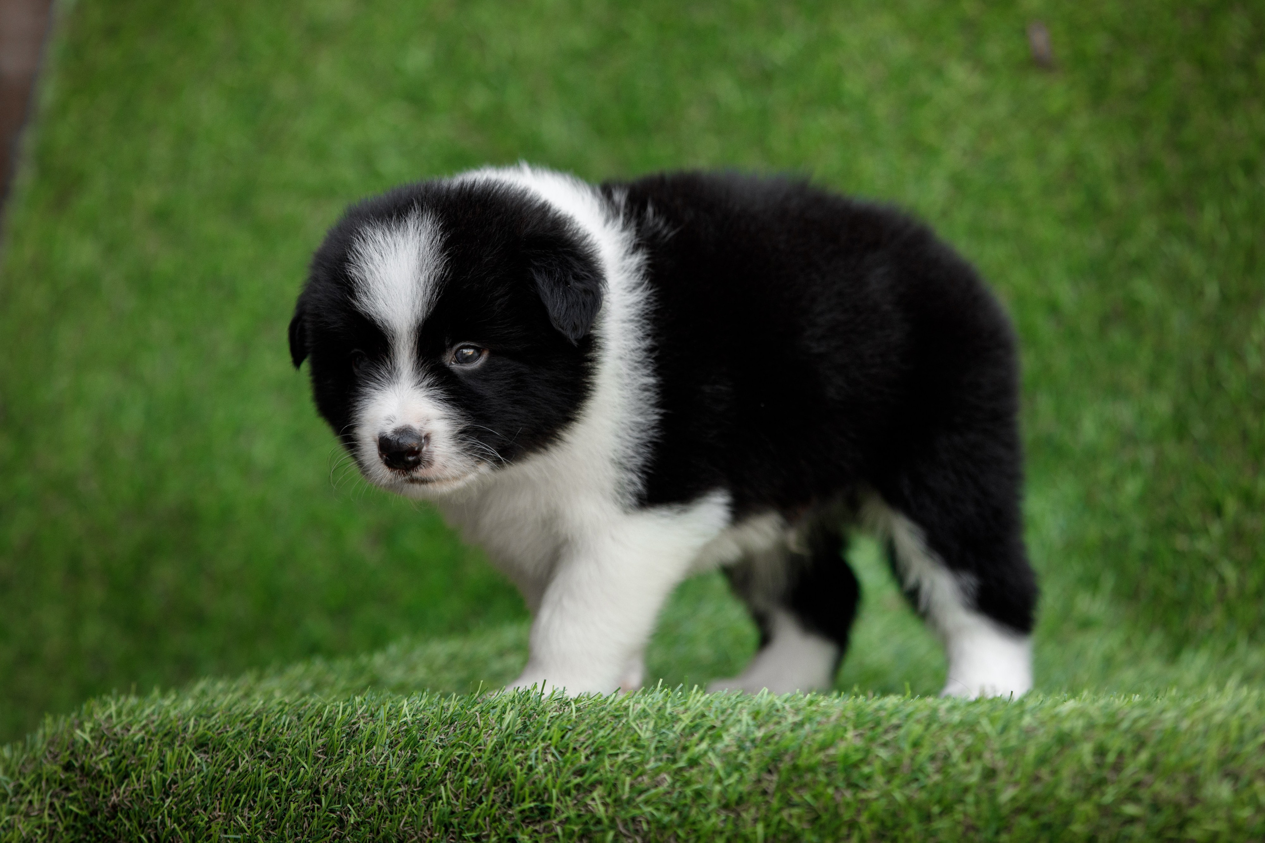 Смешарики. О нас