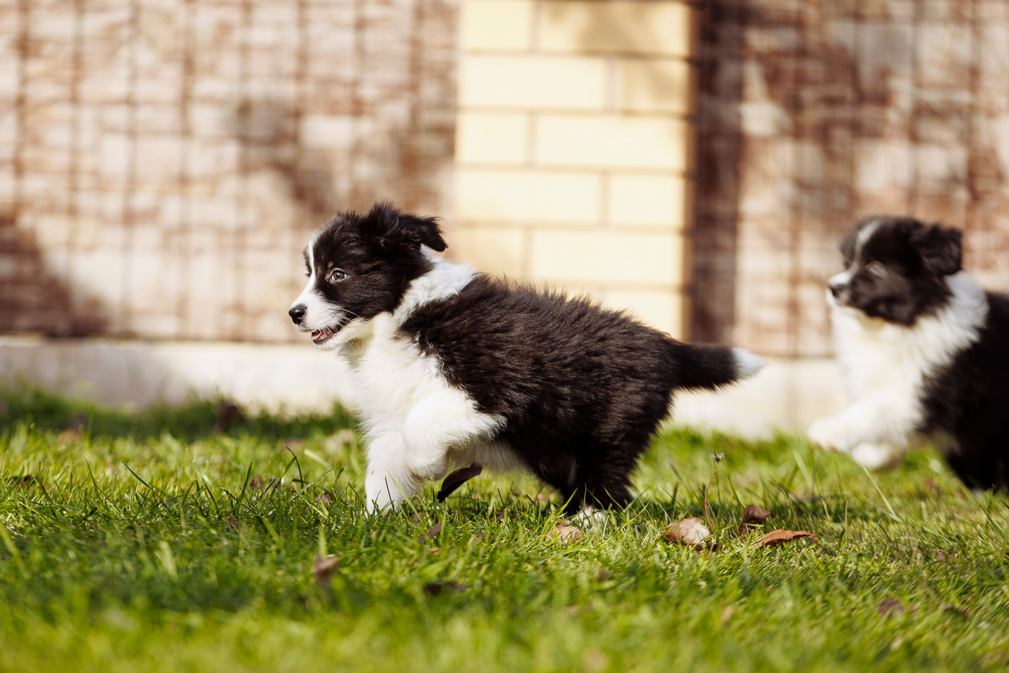 У дома с большой компанией от мала до велика. О нас