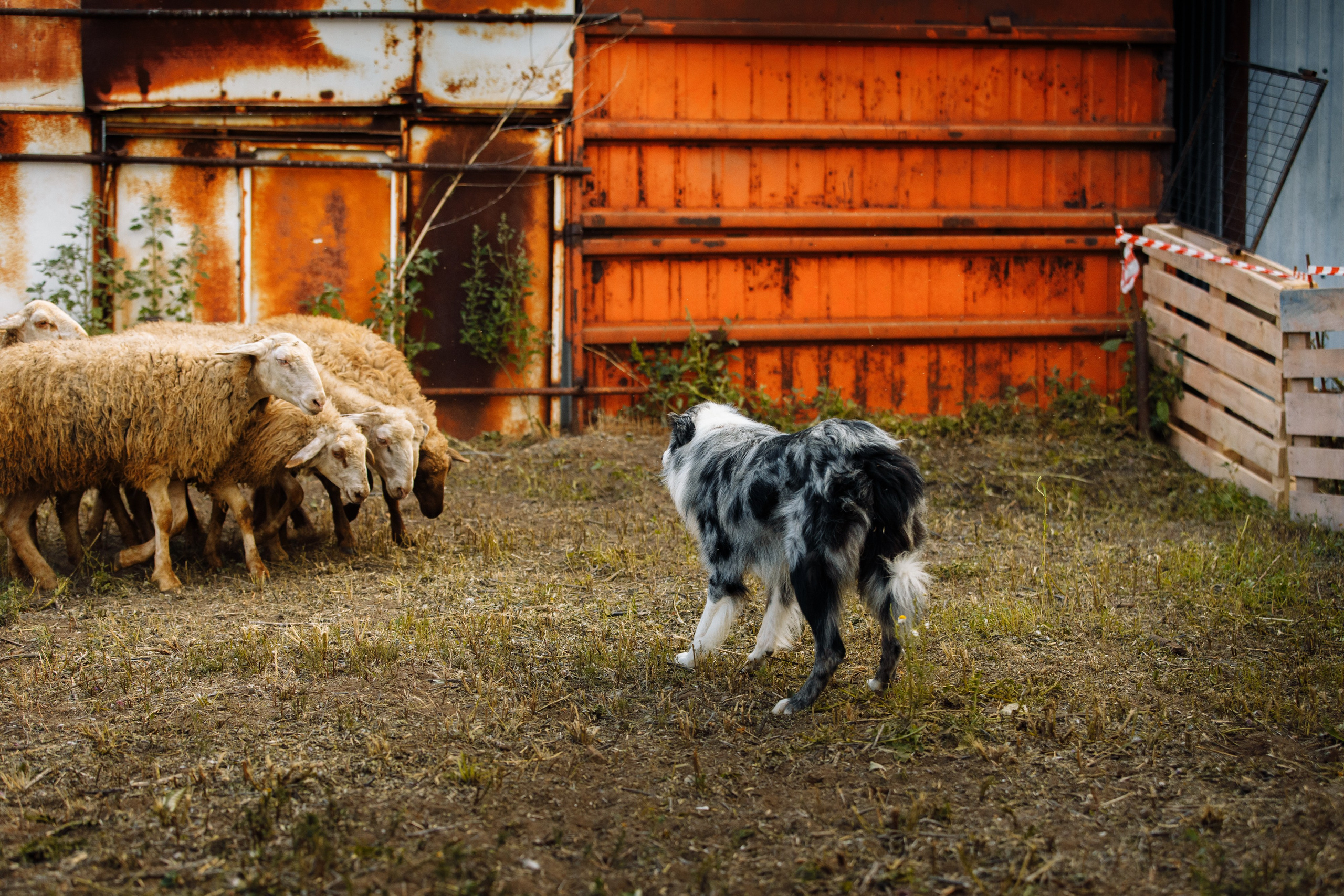 Овечий день. О нас
