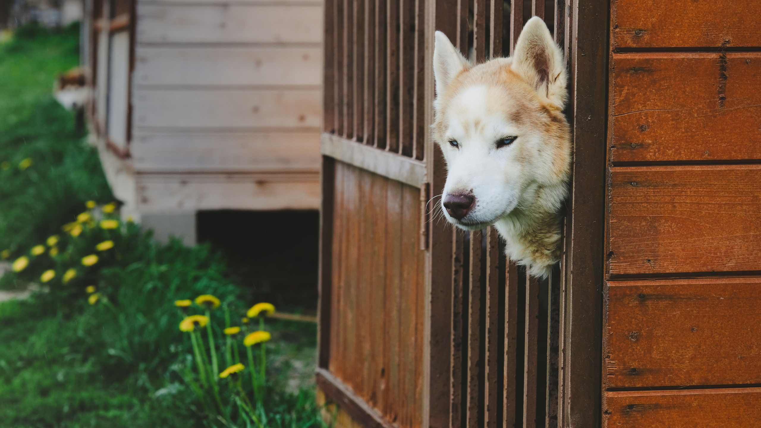 Приют Хаски. KRUTOVA_фотографирую жизнь