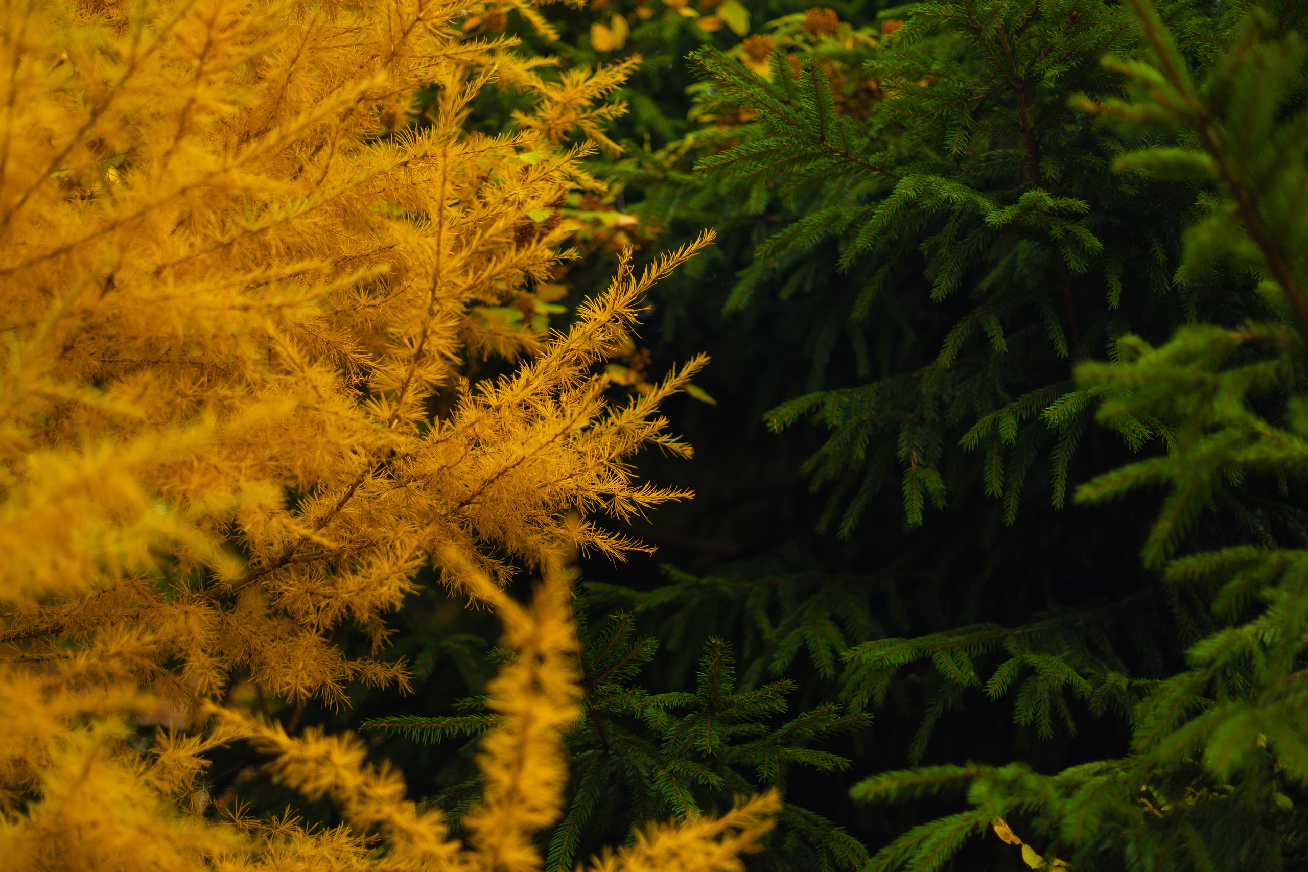 Toxasnip Photo | Anton Maslenkin