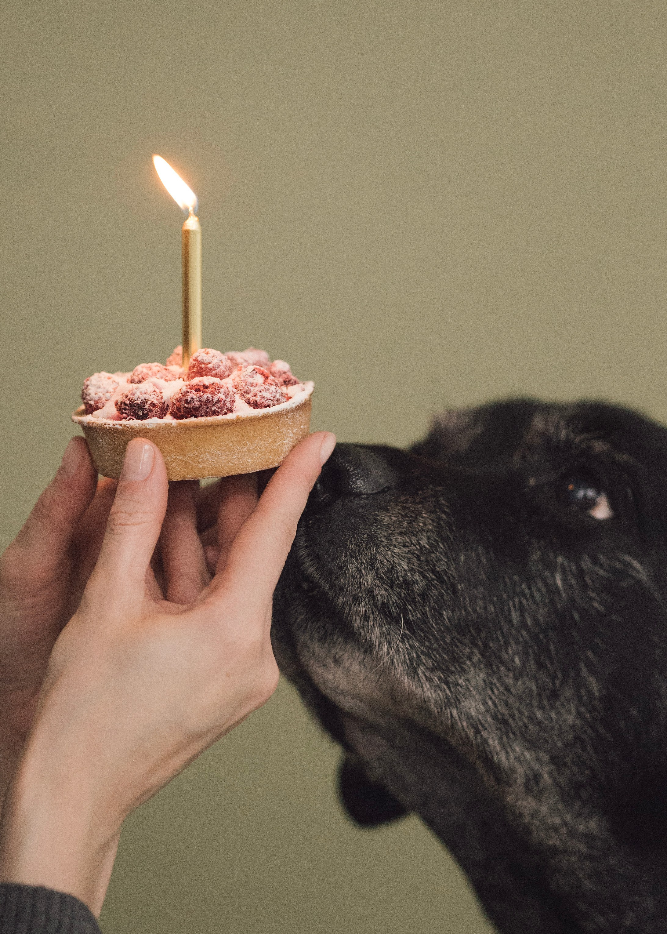Бэста. Фотограф- анималист Александра Матвеева