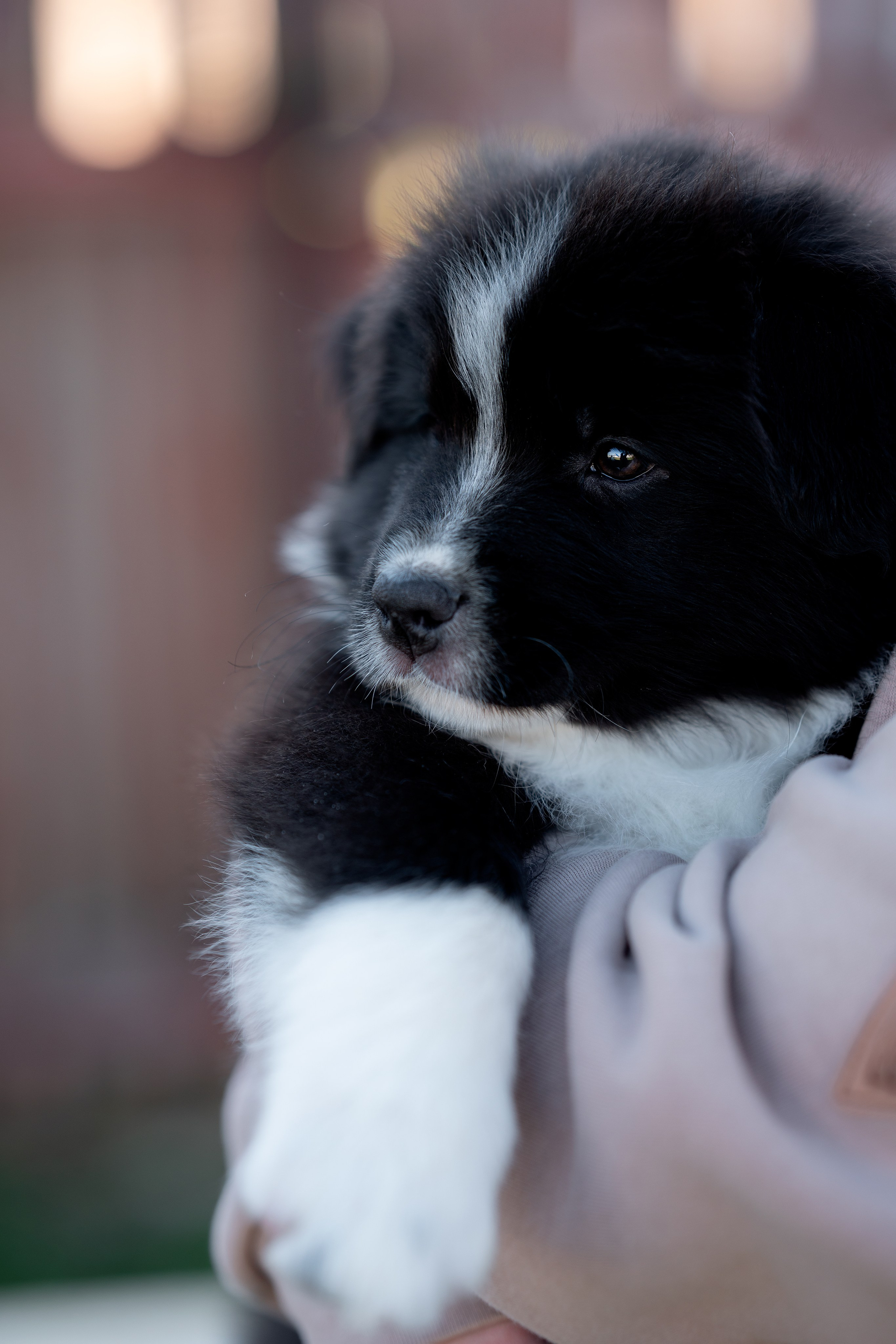Заводчик Влада Эльман. Творческий фотограф Вологда