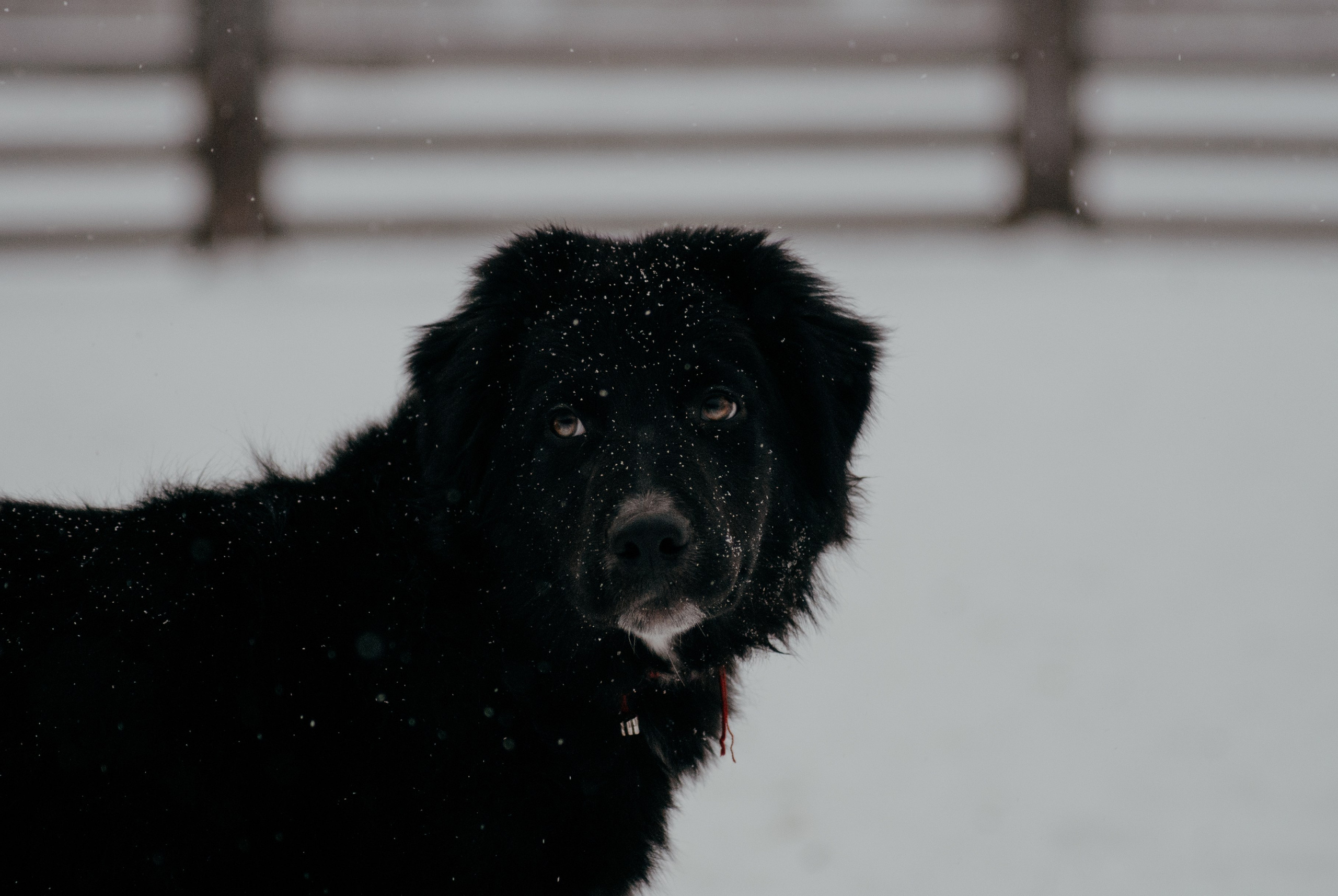 Пастьба. Фотограф в Тюмени Лизавета Сапицкая