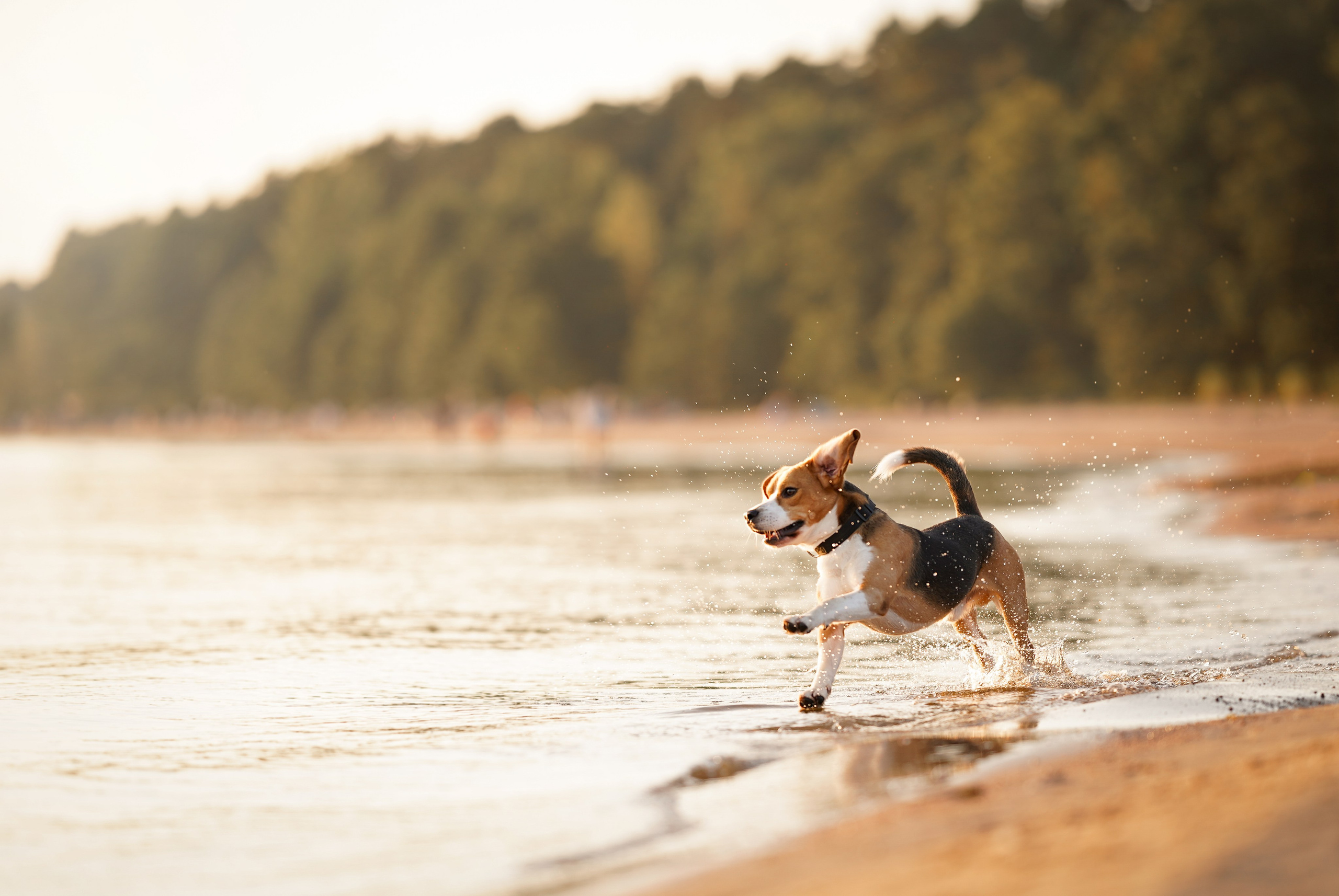 Оля Леша и Ричард. Фотограф-анималист в Санкт-Петербурге Яна Мартынова