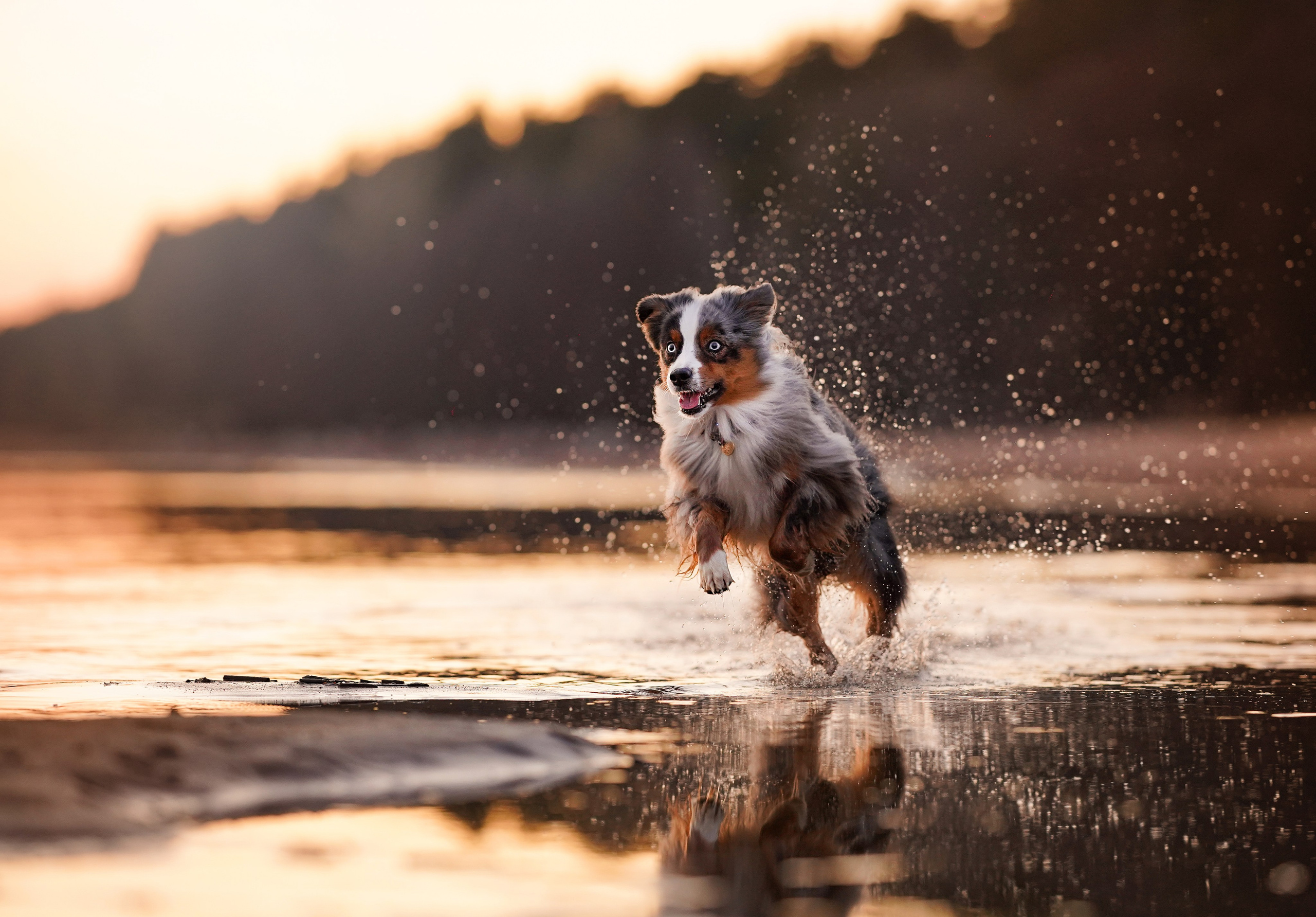 Алиса и Джокер. Фотограф-анималист в Санкт-Петербурге Яна Мартынова
