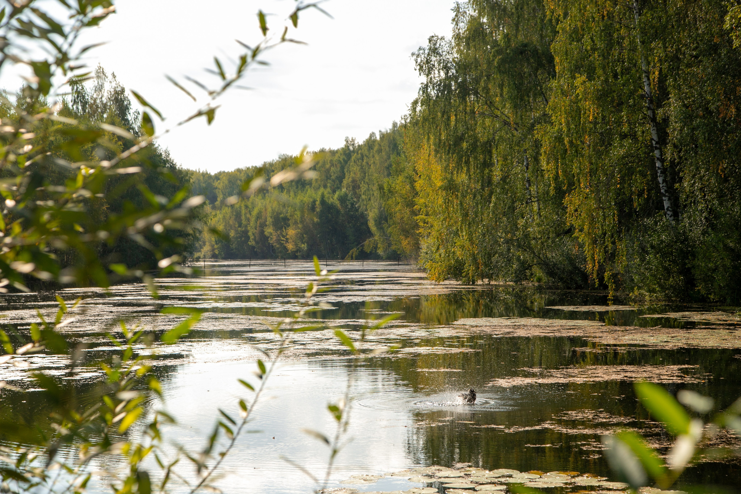 Кострома 06.09.2025. Репортажный фотограф в Москве Агафонова Мария