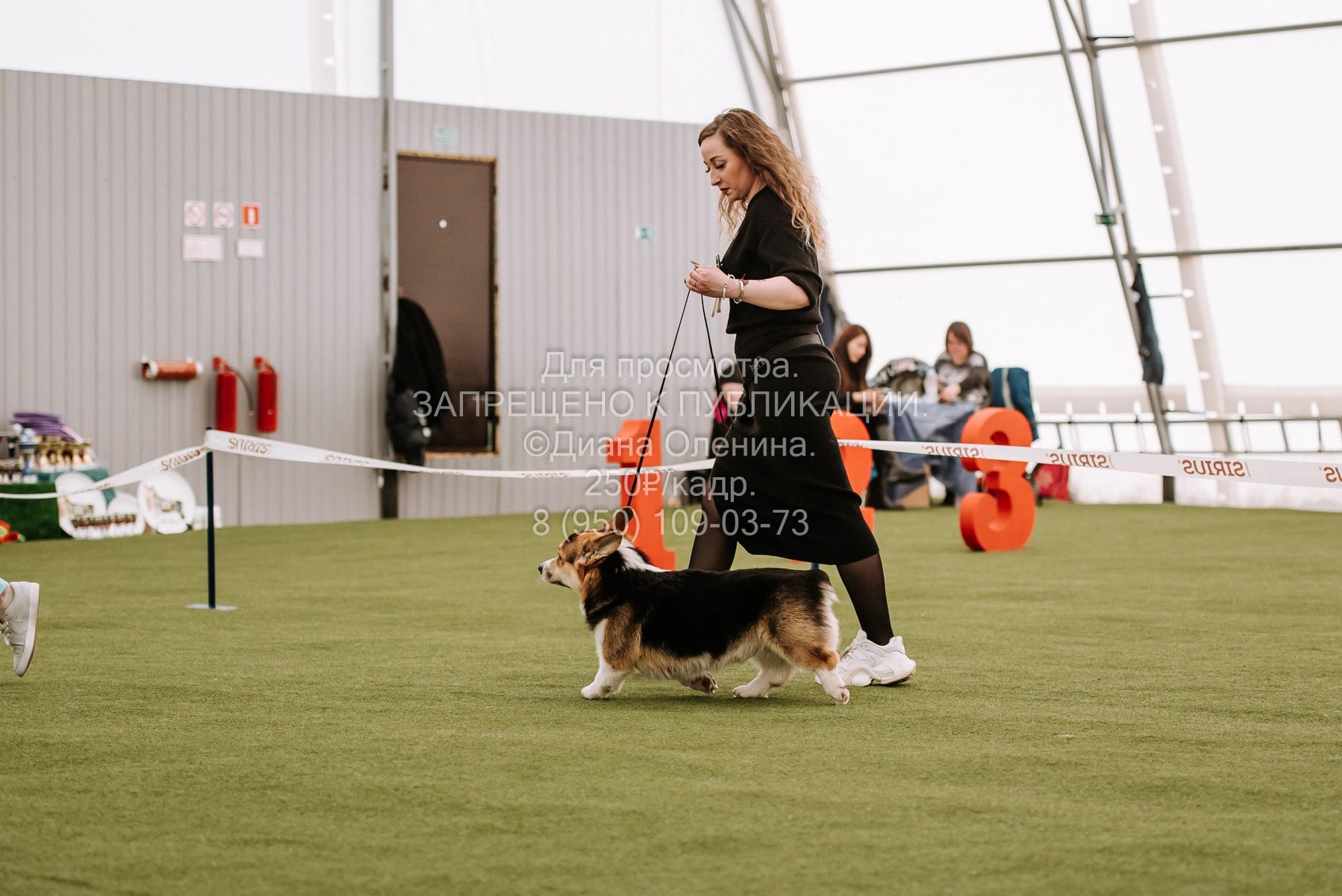 Выставка собак Красноярск 2.06. Фотограф Диана Оленина Красноярск / Братск