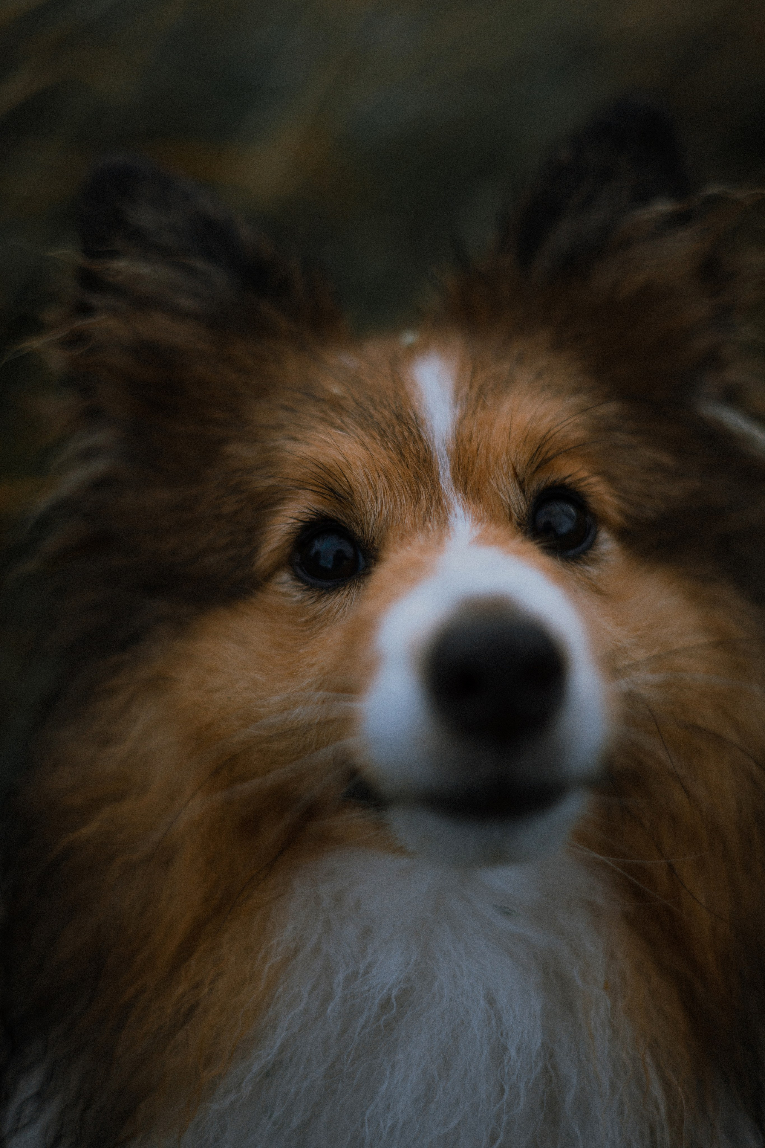 Аня и Скай. Фотограф-анималист Богданова Полина