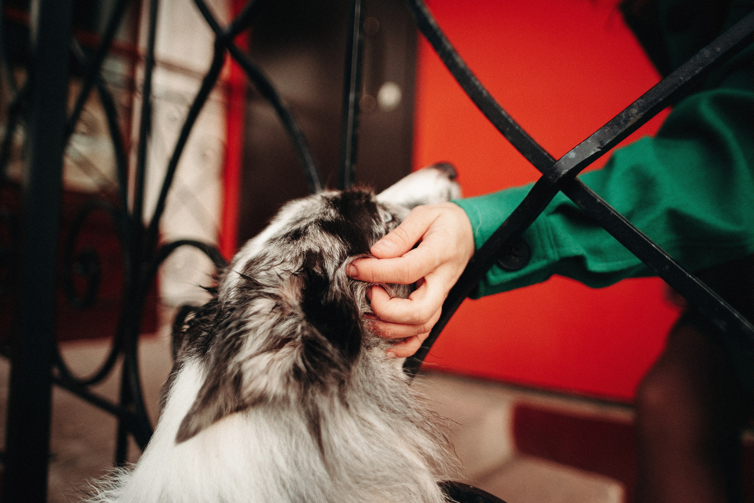 Диана и Робин. Фотограф-анималист Богданова Полина