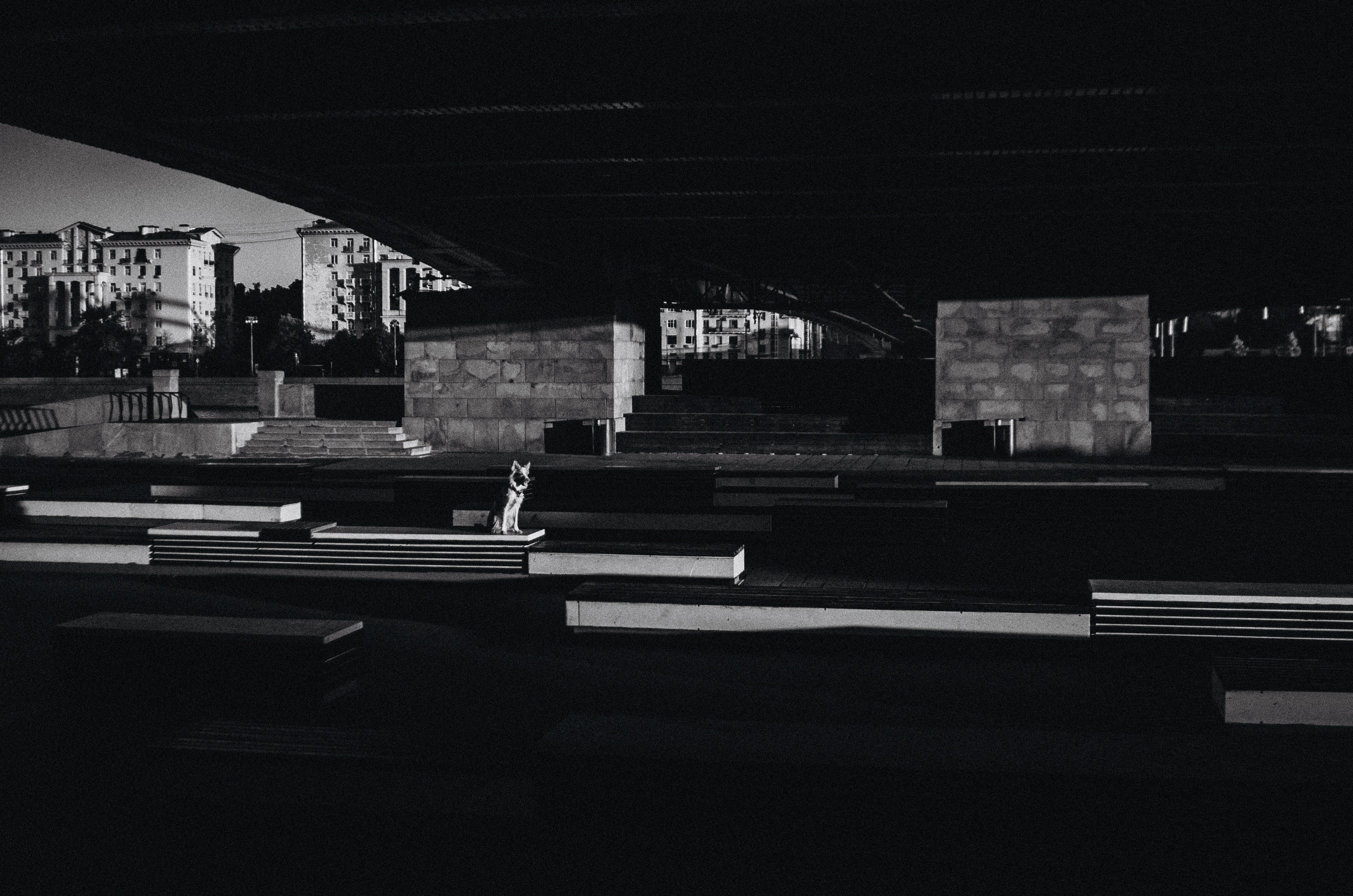 Аня и Дэймон. Фотограф-анималист Богданова Полина