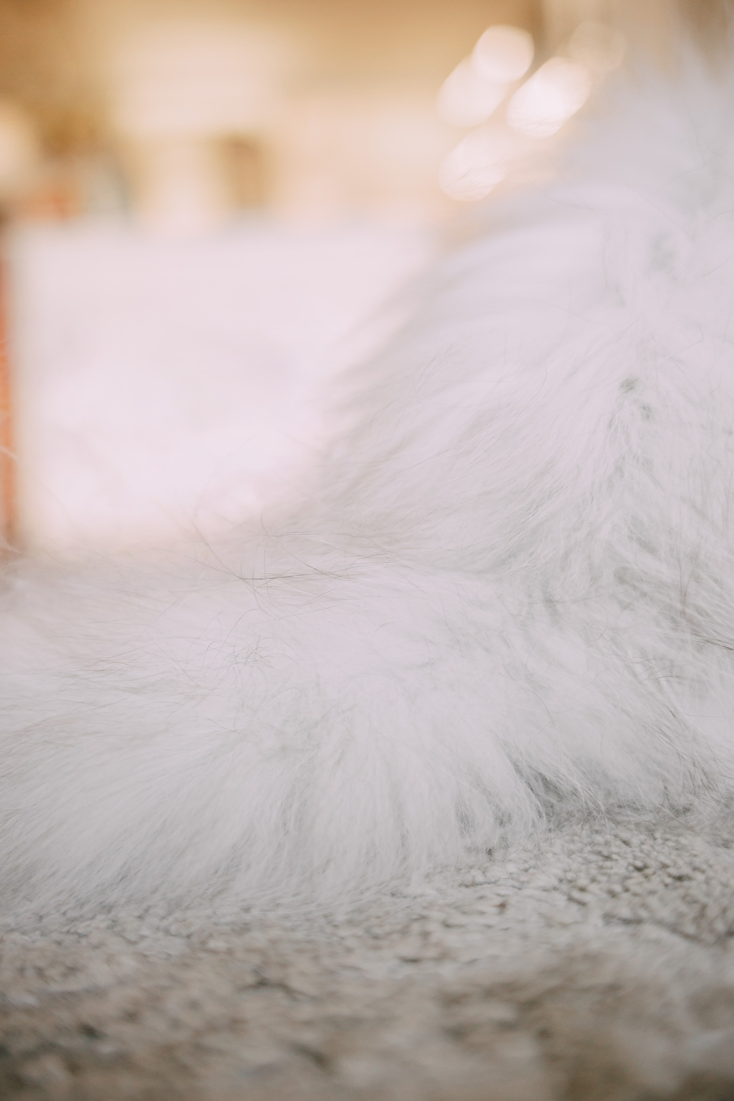 Султан, Мэй Мэй и Шанталь и их семья