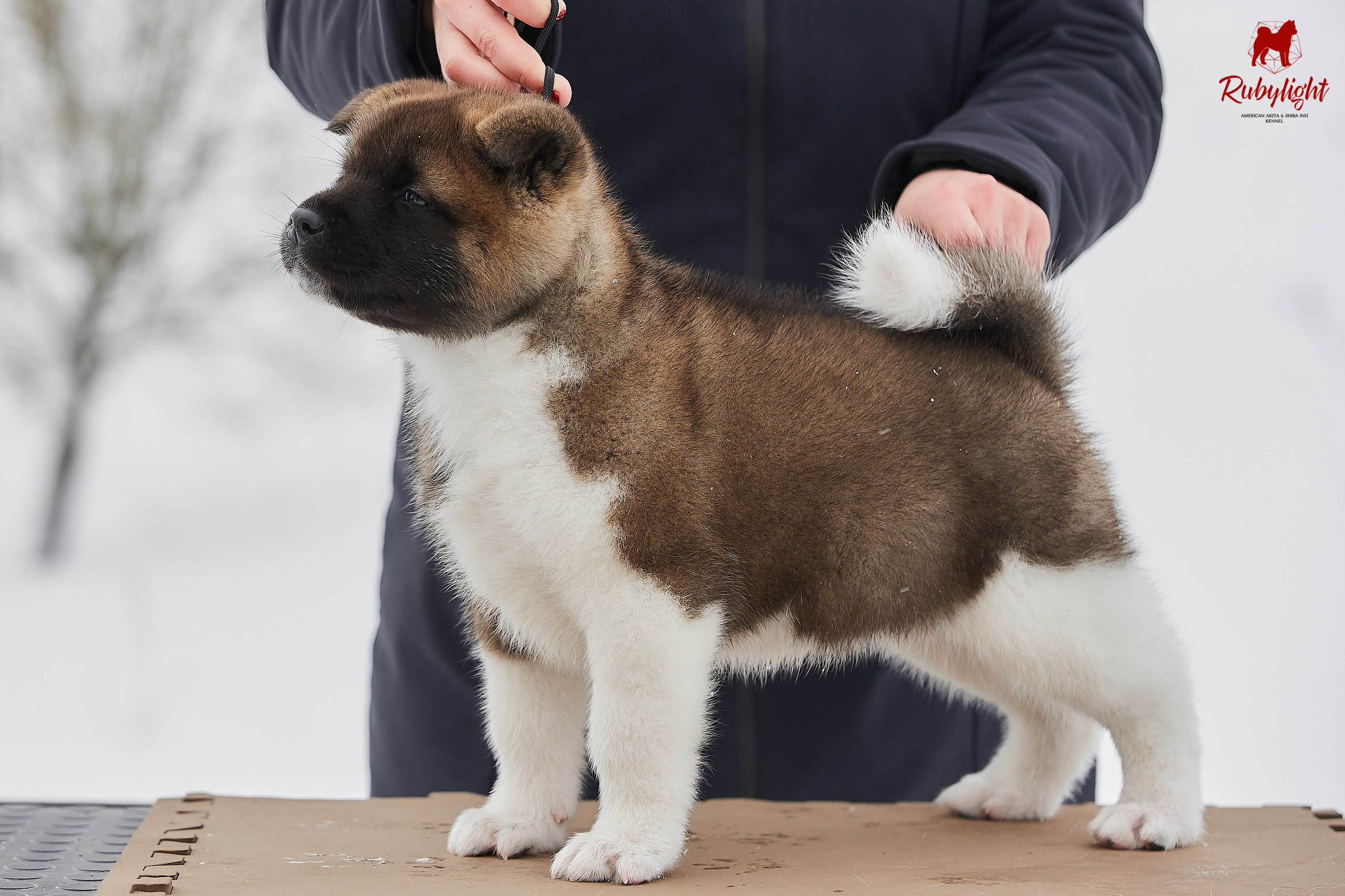 Американская акита щенки питомник Рубилайт RUBYLIGHT