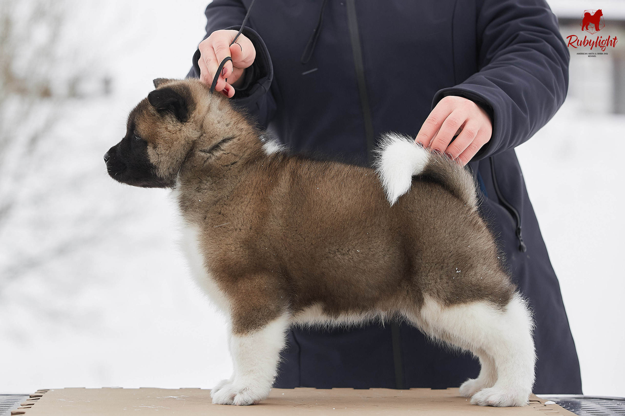 Американская акита щенки питомник Рубилайт RUBYLIGHT