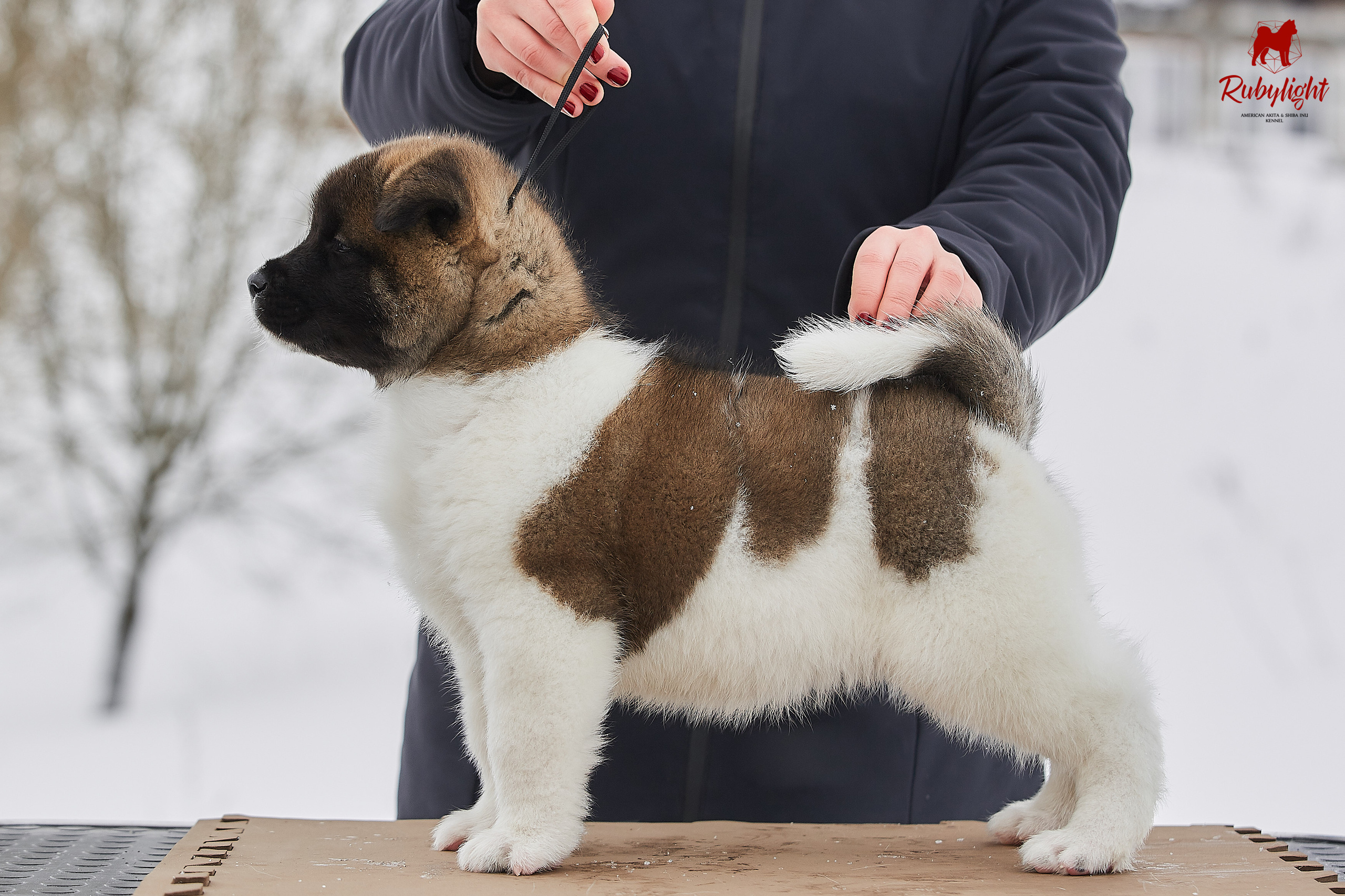 Американская акита щенки питомник Рубилайт RUBYLIGHT