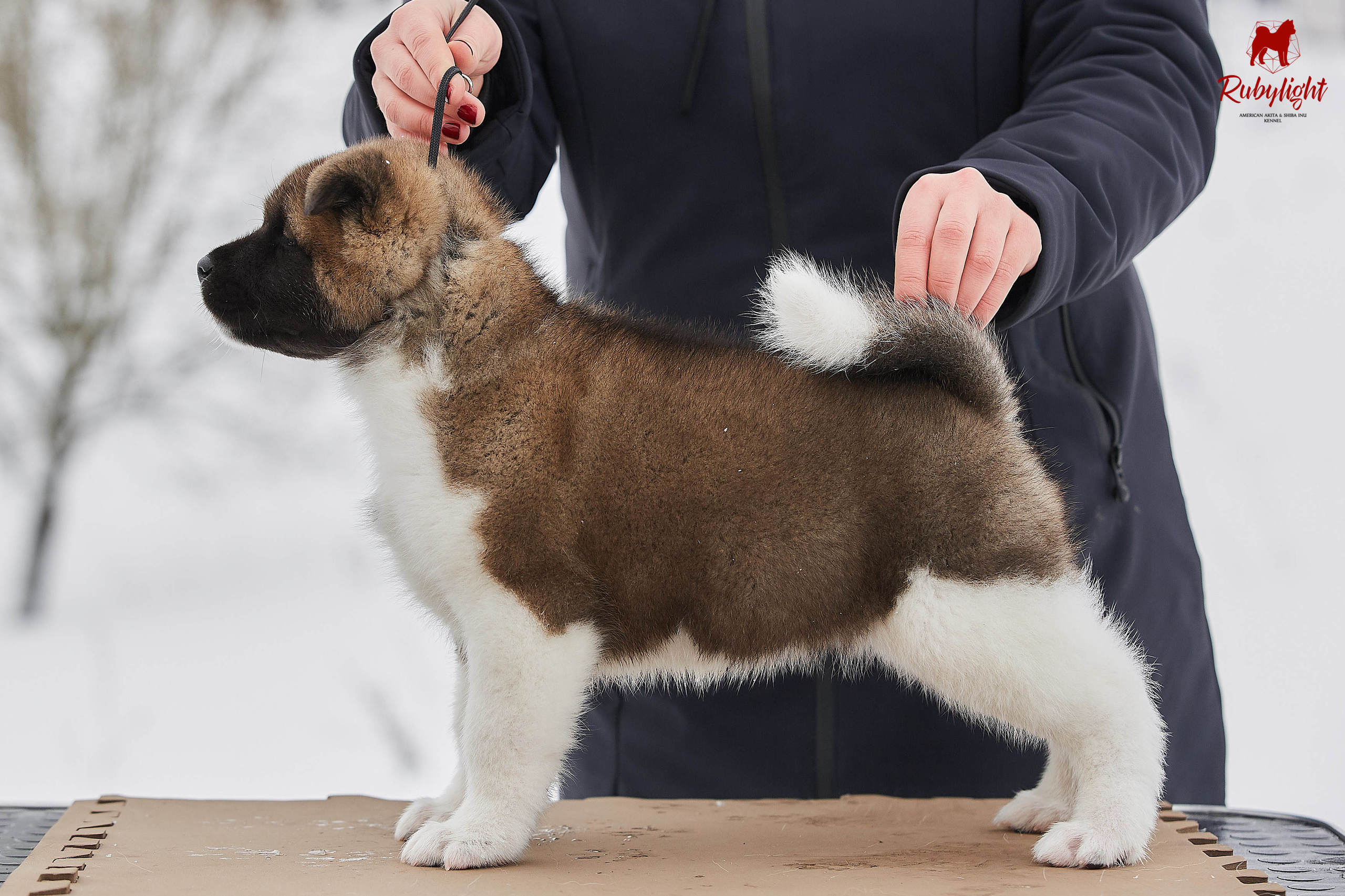 Американская акита щенки питомник Рубилайт RUBYLIGHT