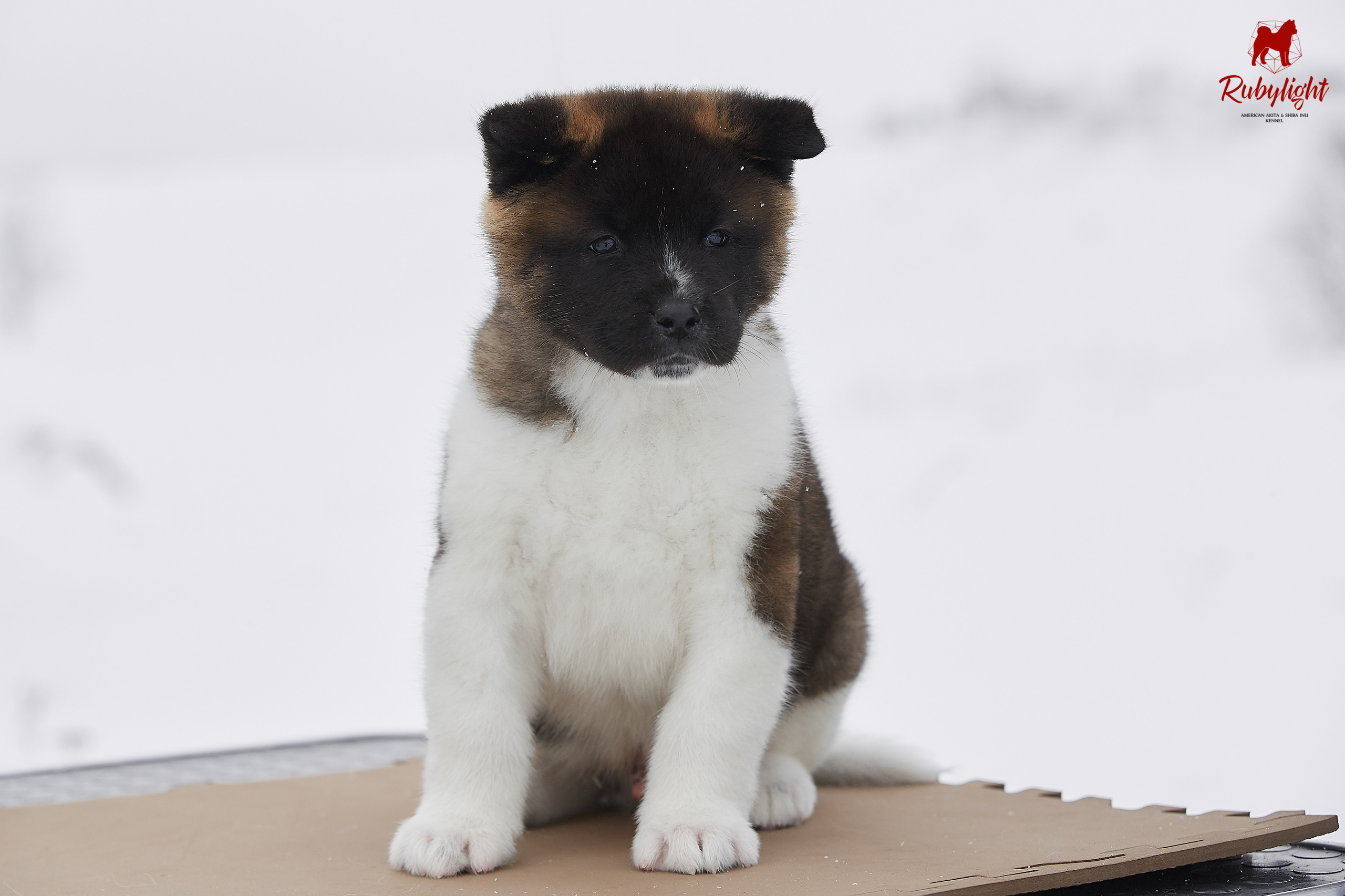 Американская акита щенки питомник Рубилайт RUBYLIGHT