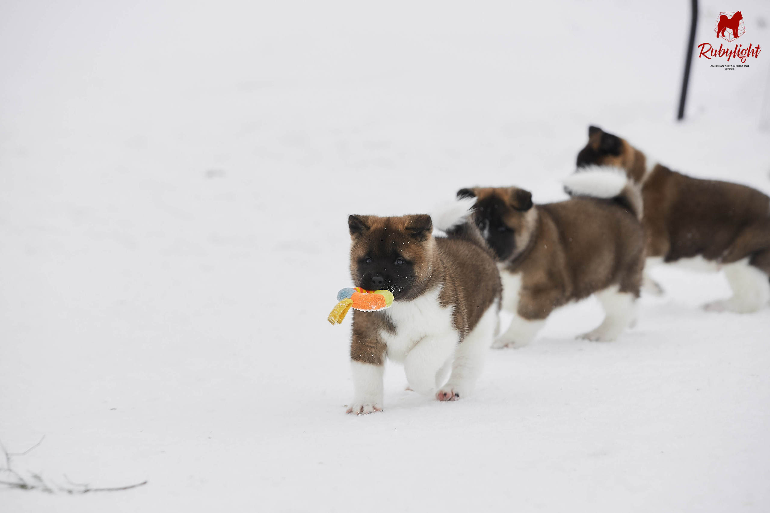Американская акита щенки питомник Рубилайт RUBYLIGHT