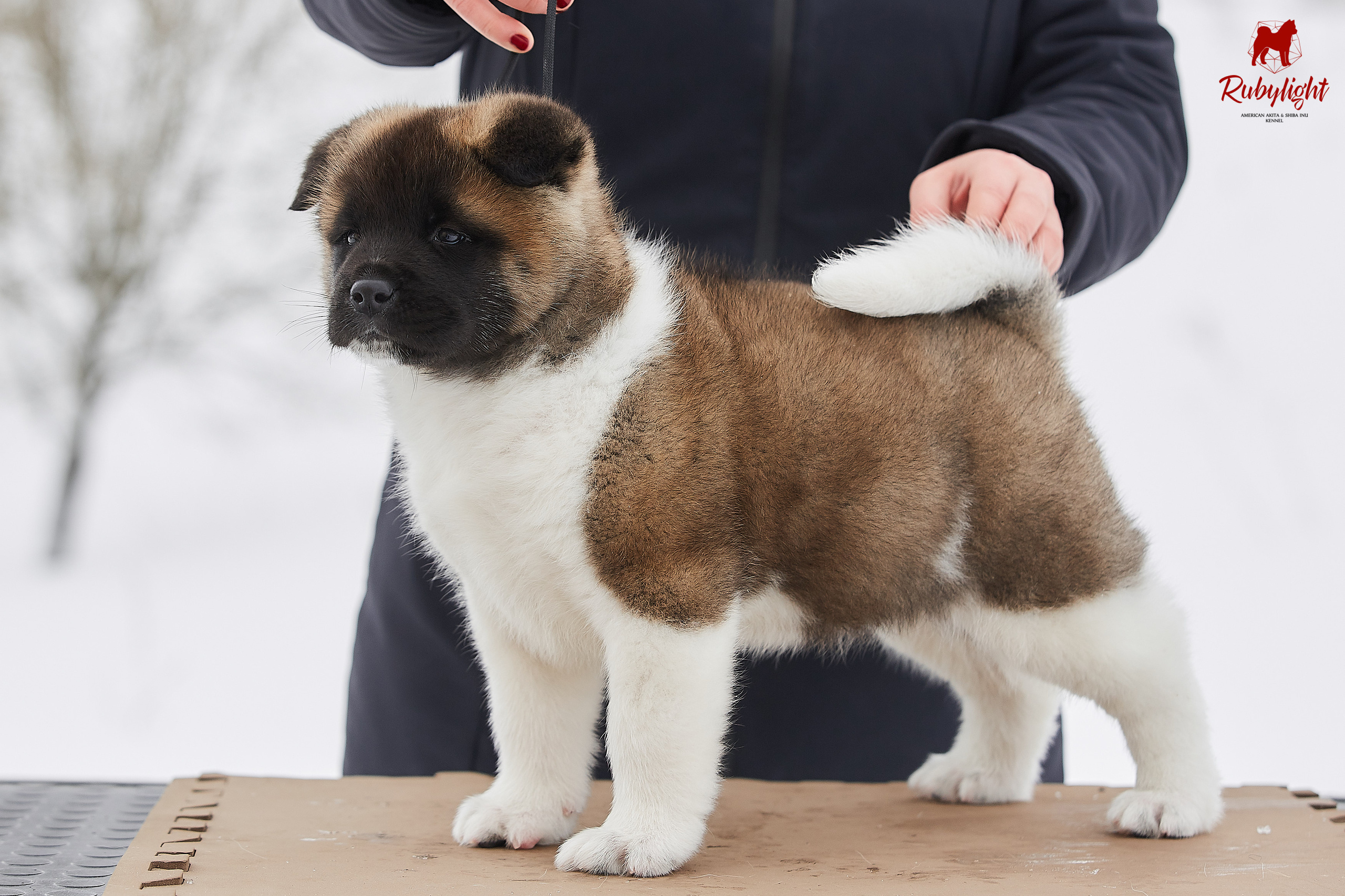 Американская акита щенки питомник Рубилайт RUBYLIGHT