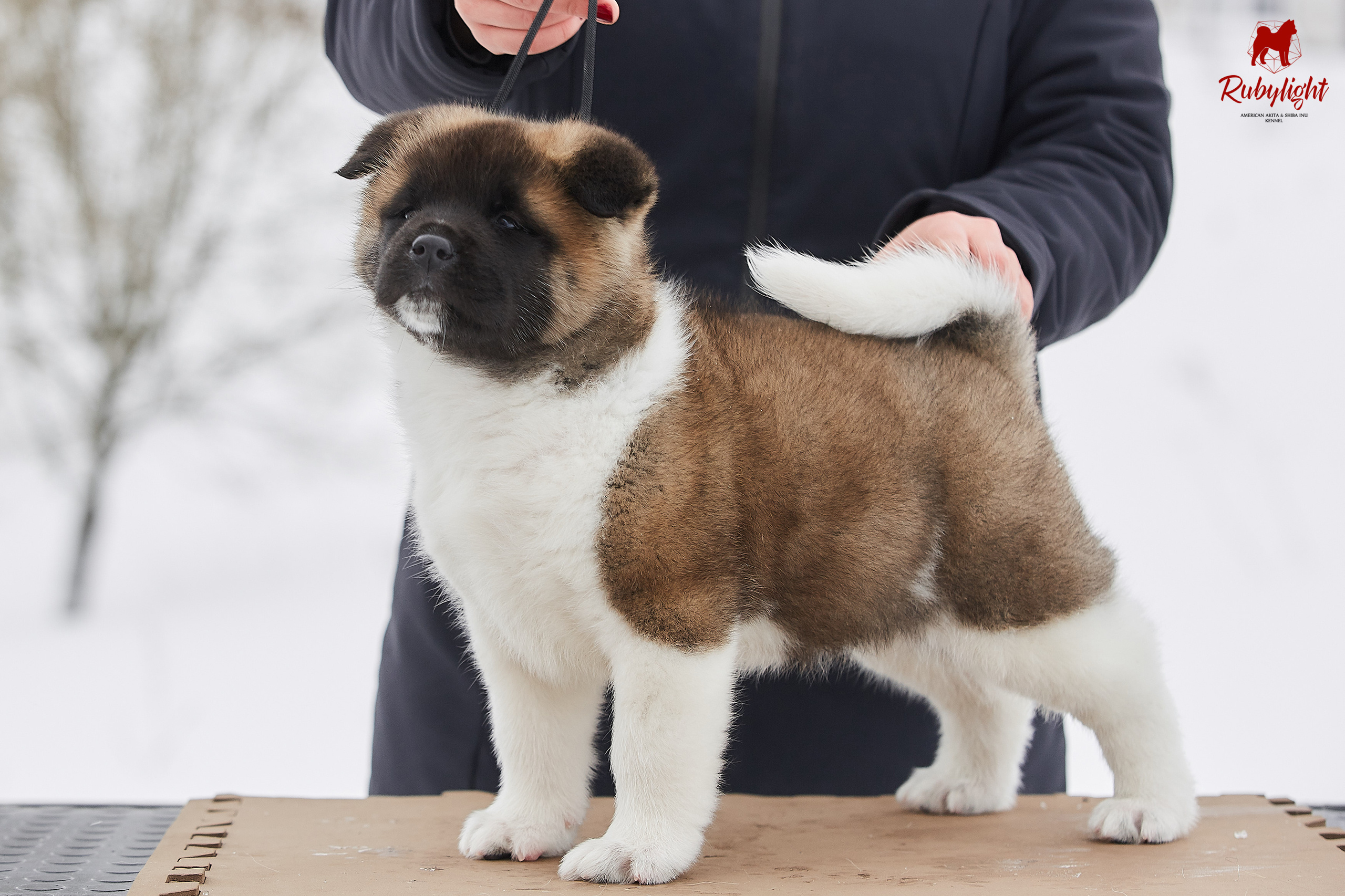 Американская акита щенки питомник Рубилайт RUBYLIGHT