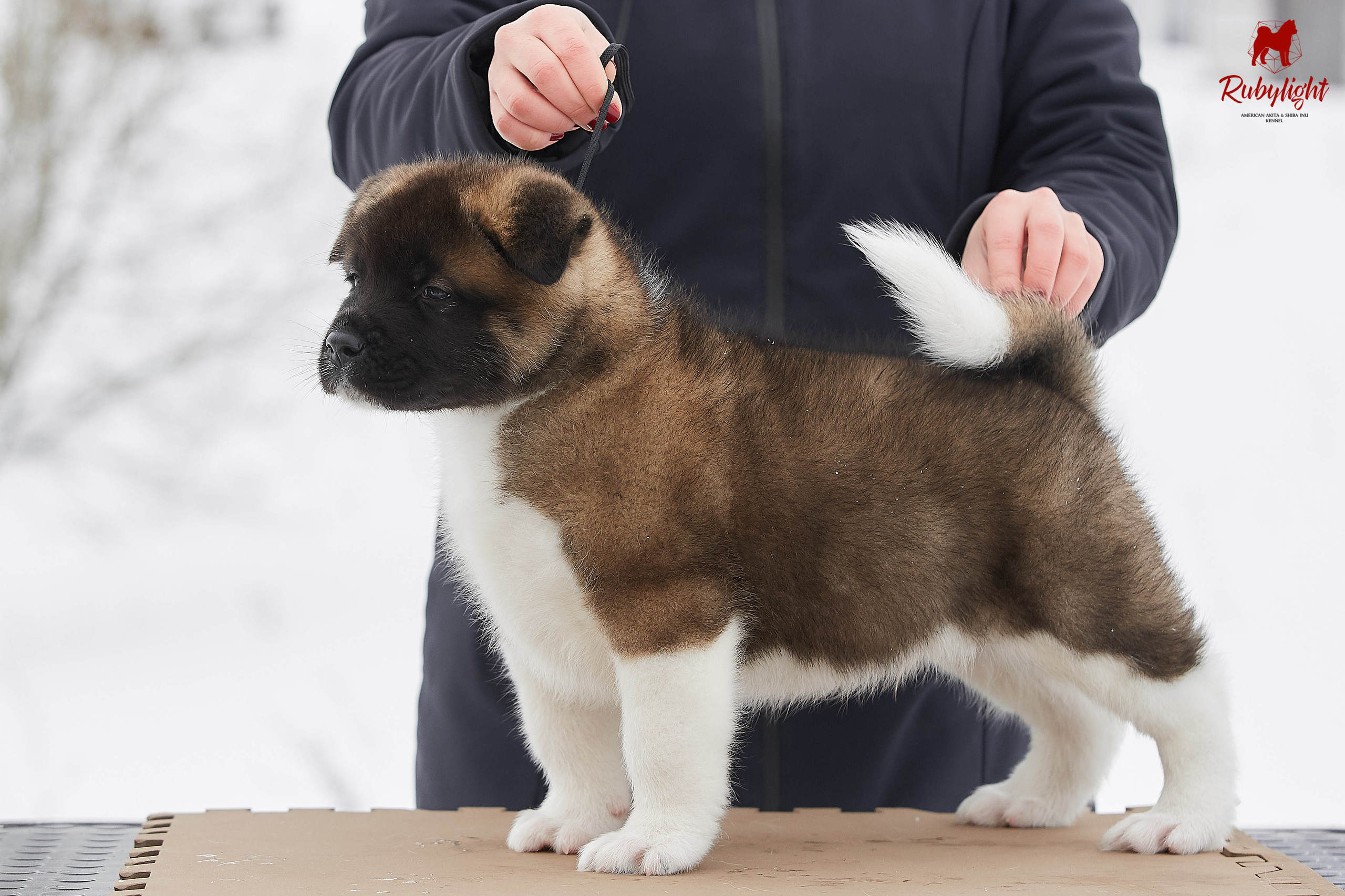 Американская акита щенки питомник Рубилайт RUBYLIGHT