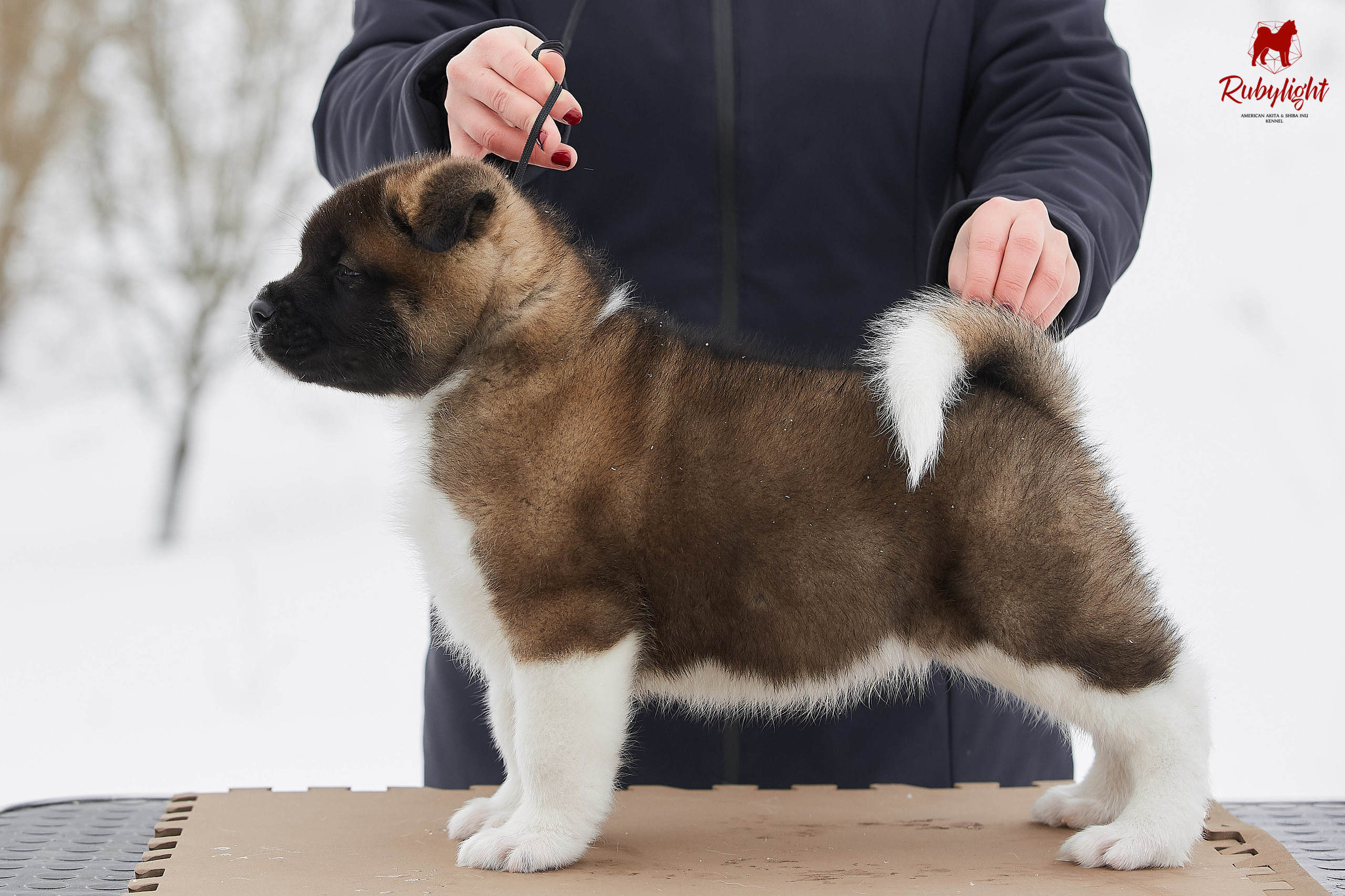Американская акита щенки питомник Рубилайт RUBYLIGHT