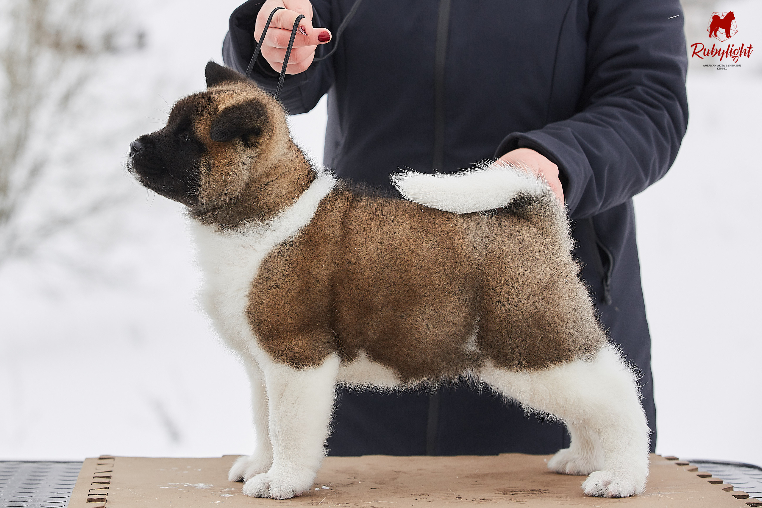Американская акита щенки питомник Рубилайт RUBYLIGHT