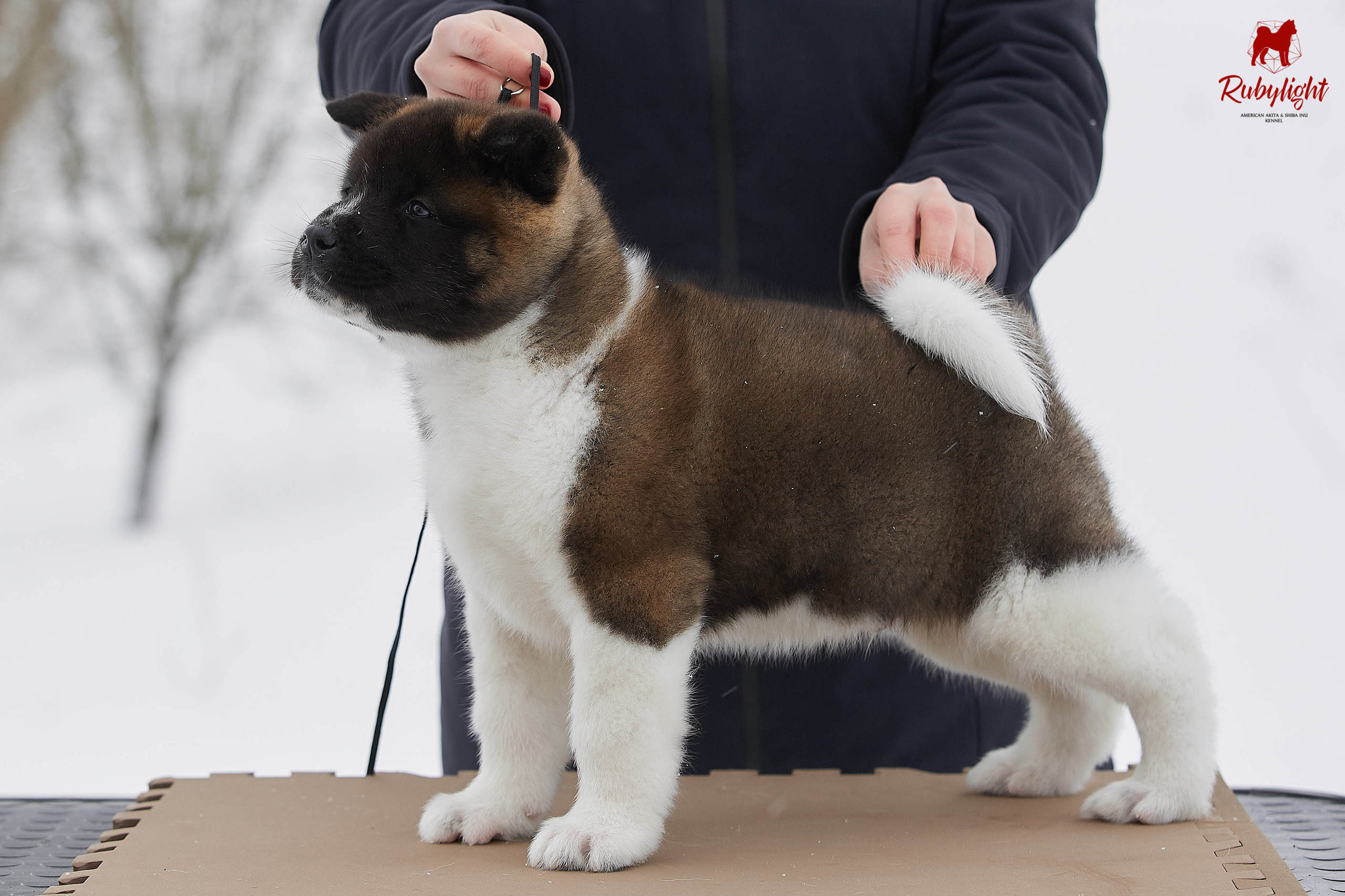 Американская акита щенки питомник Рубилайт RUBYLIGHT